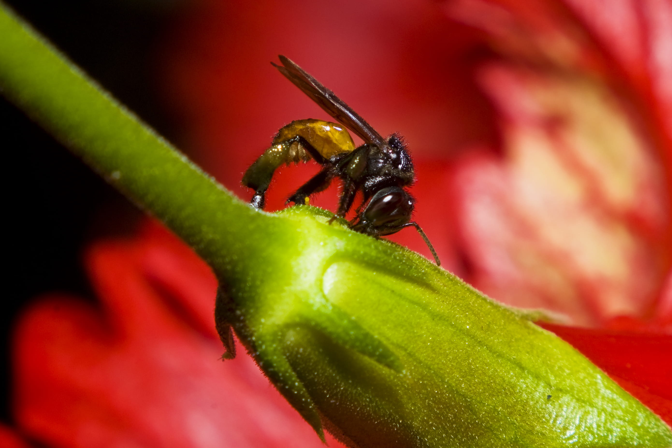 freshness, detalle, plant, flower, animals in the wild, close-up, green color, insecto, red, one animal, plant part, selective focus, acercamiento, 2K, HD Wallpaper