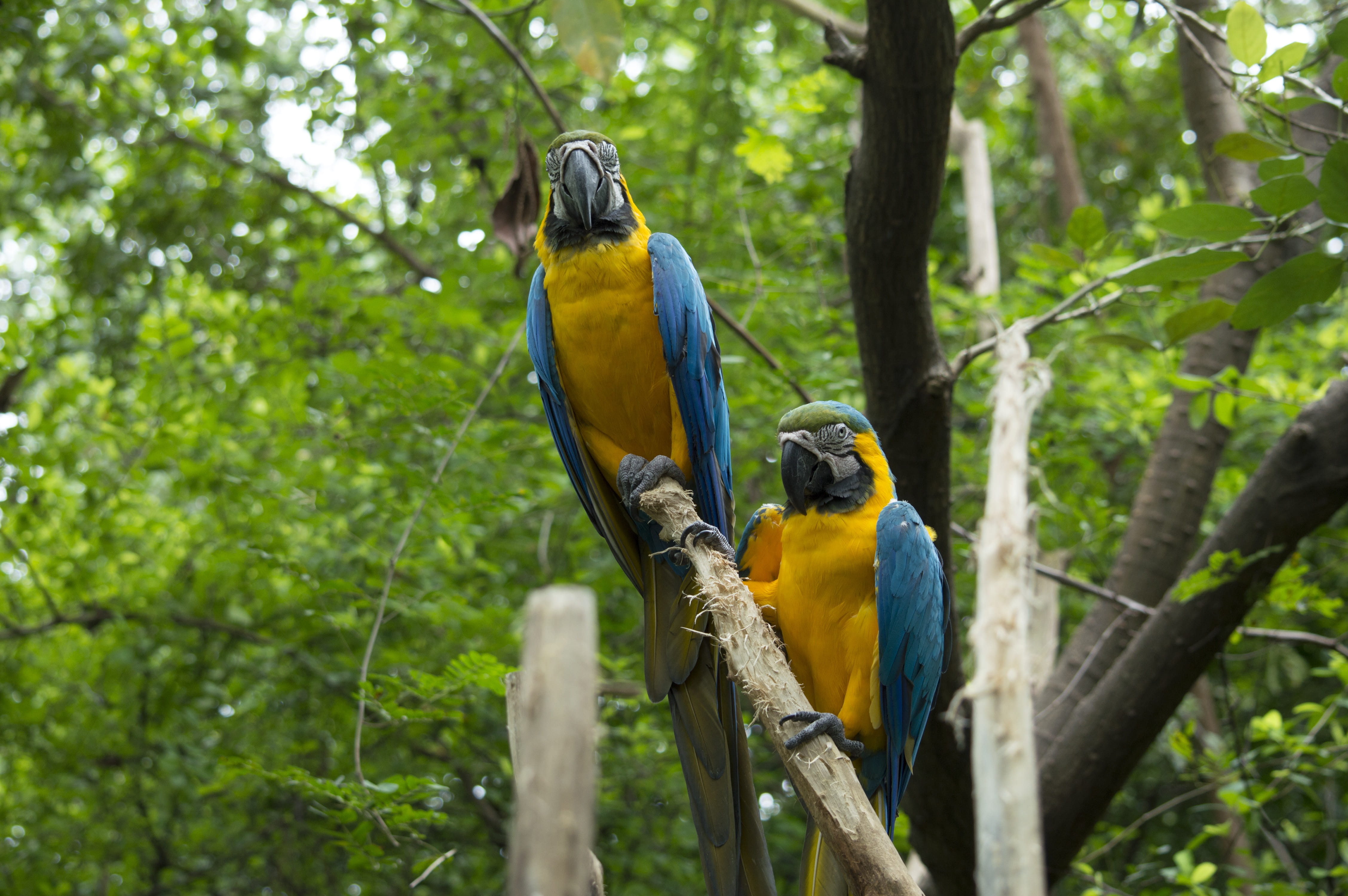 rainbow, plant, ecuador, bird, colorful, feathers, forest, rainforest, vertebrate, tree, day, nature, jungle, gold and blue macaw, animal, plumage, peak, HD Wallpaper
