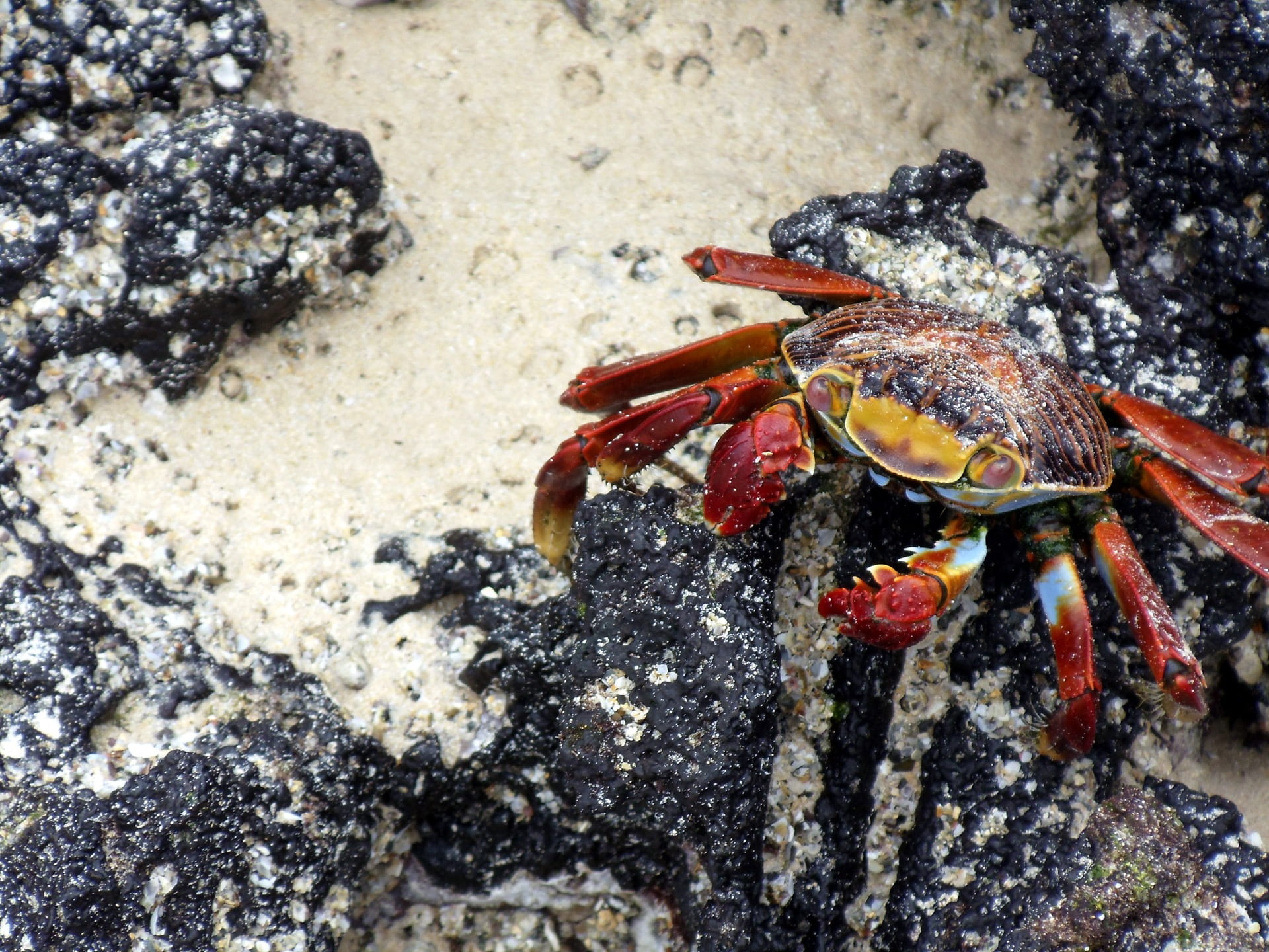 hermit crab, crustacean, rocks, colorful, sea, crab, rock, beach, top, galapagos, stone, islands, rainbow, lightfoot, sand, outdoors, ecuador, animal wildlife, HD Wallpaper