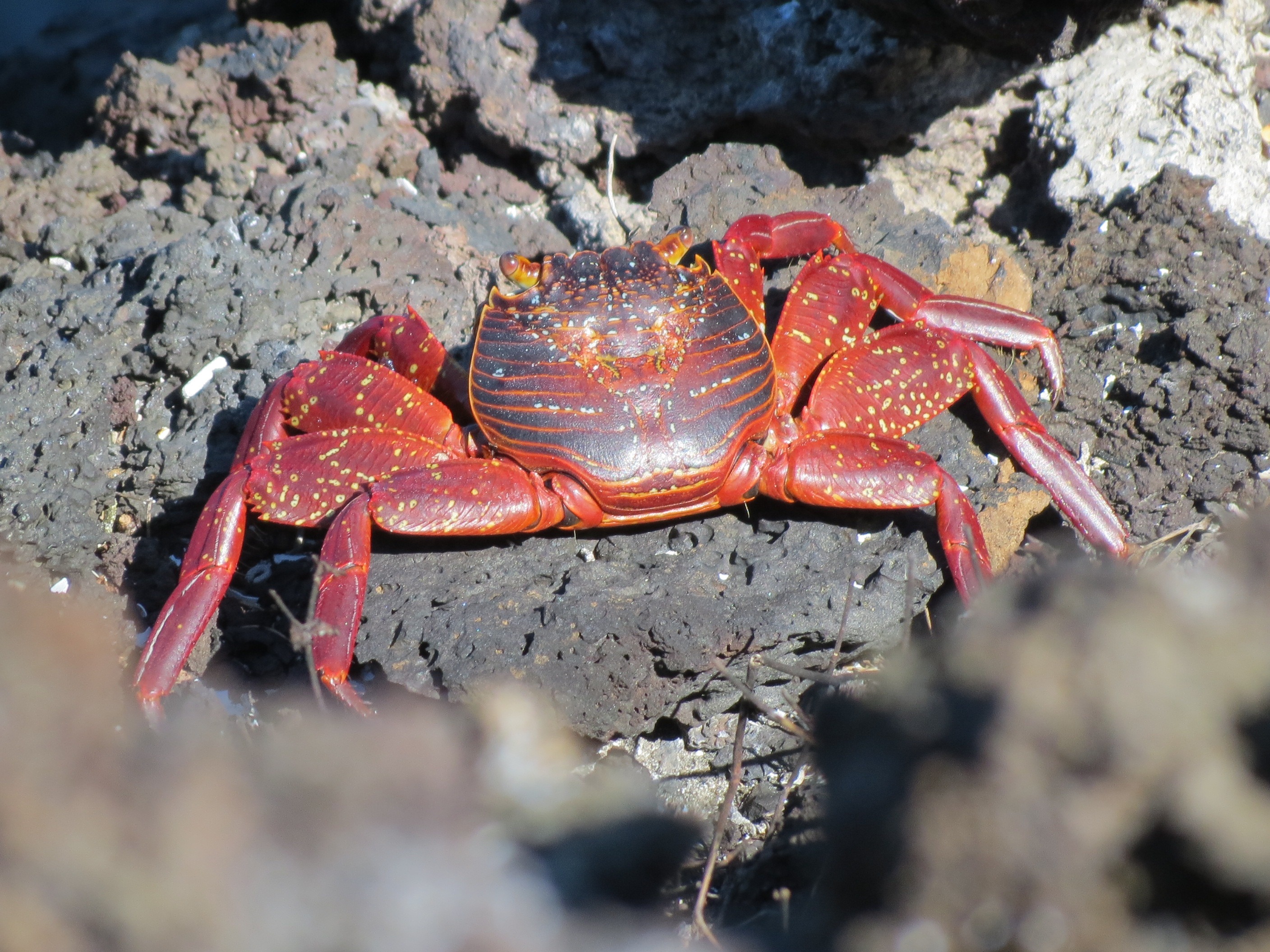 shell, sally lightfoot crab, no people, animal themes, macro, animal wildlife, one animal, marine, sea, rock, ocean, lightfoot, nature, shellfish, sea life, HD Wallpaper
