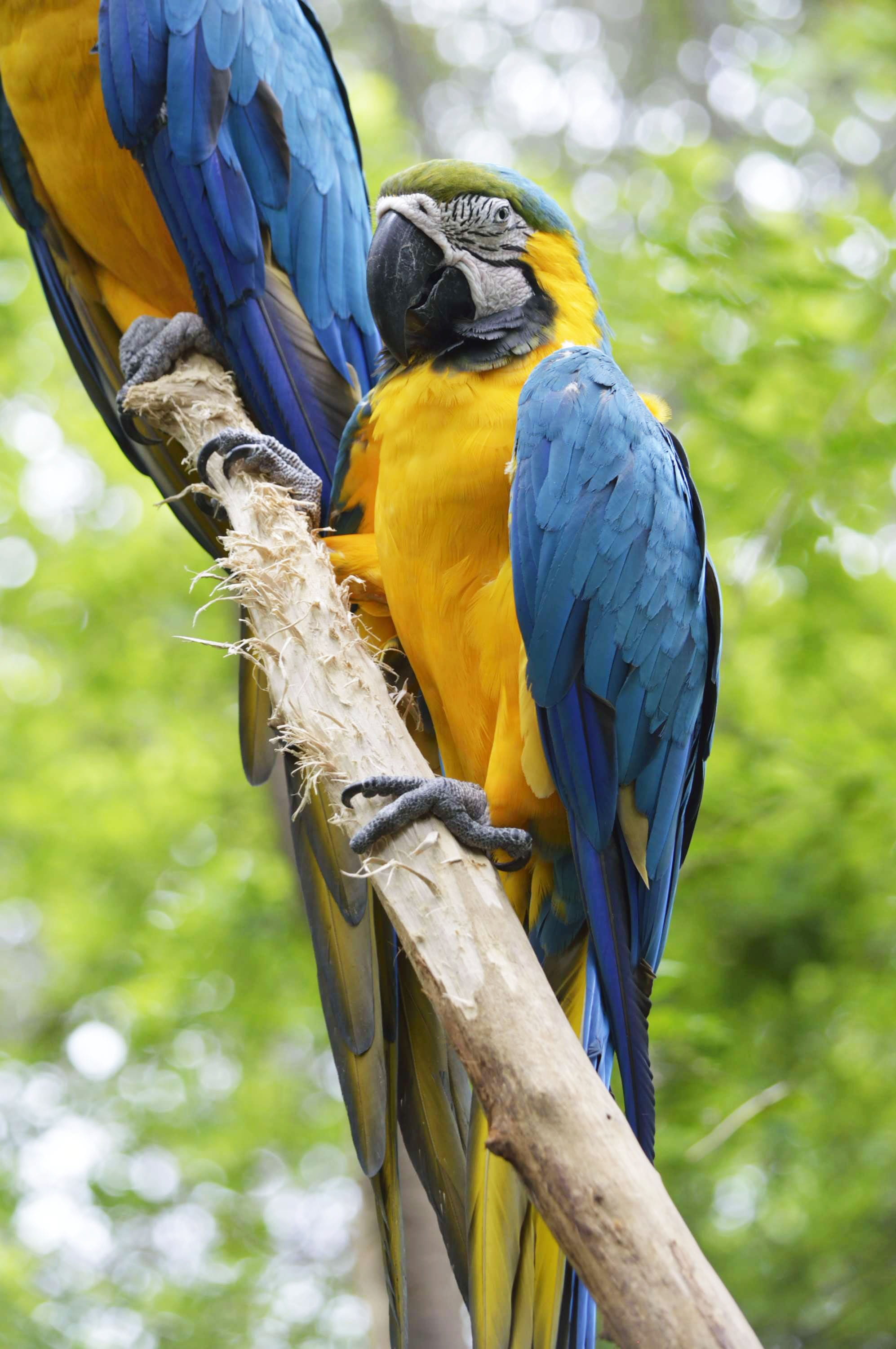 guayaquil, park historical, vertebrate, zoo, parrot, day, perching, bird, animals in the wild, one animal, animals, focus on foreground, yellow, low angle view, Phone HD Wallpaper