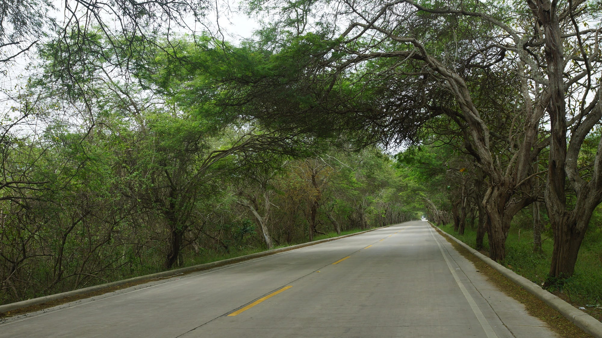 tropical, outdoor, nature, adventure, Manabi, direction, diminishing perspective, tree, growth, sign, Way, road marking, spondylus, Tourism, asphalt, landscape, HD Wallpaper