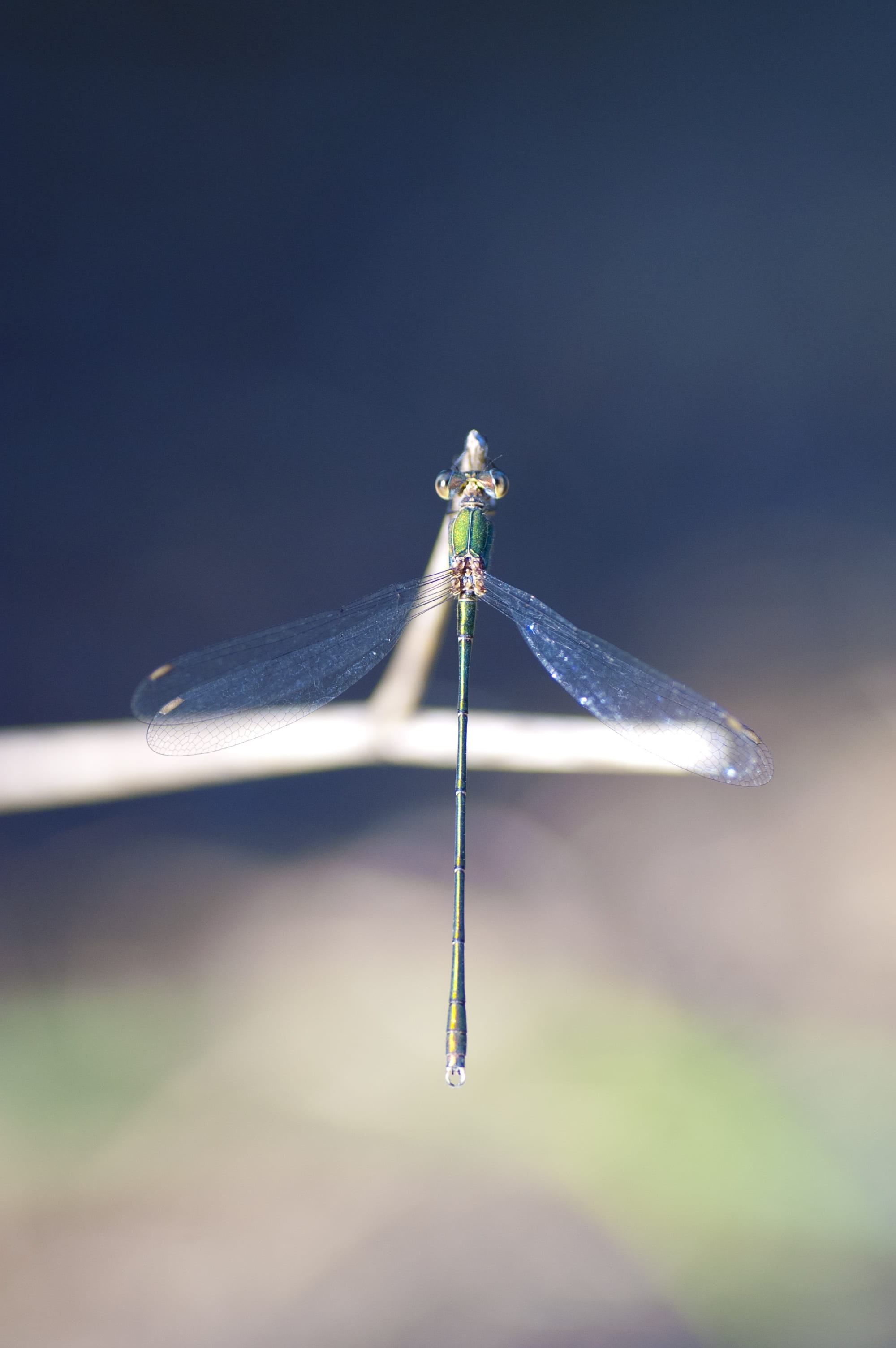 wild, blue, dragonfly, no people, fauna, dragon-fly, animales, animal wildlife, naturaleza, insecto, focus on foreground, beauty in nature, insect, animals, Phone HD Wallpaper