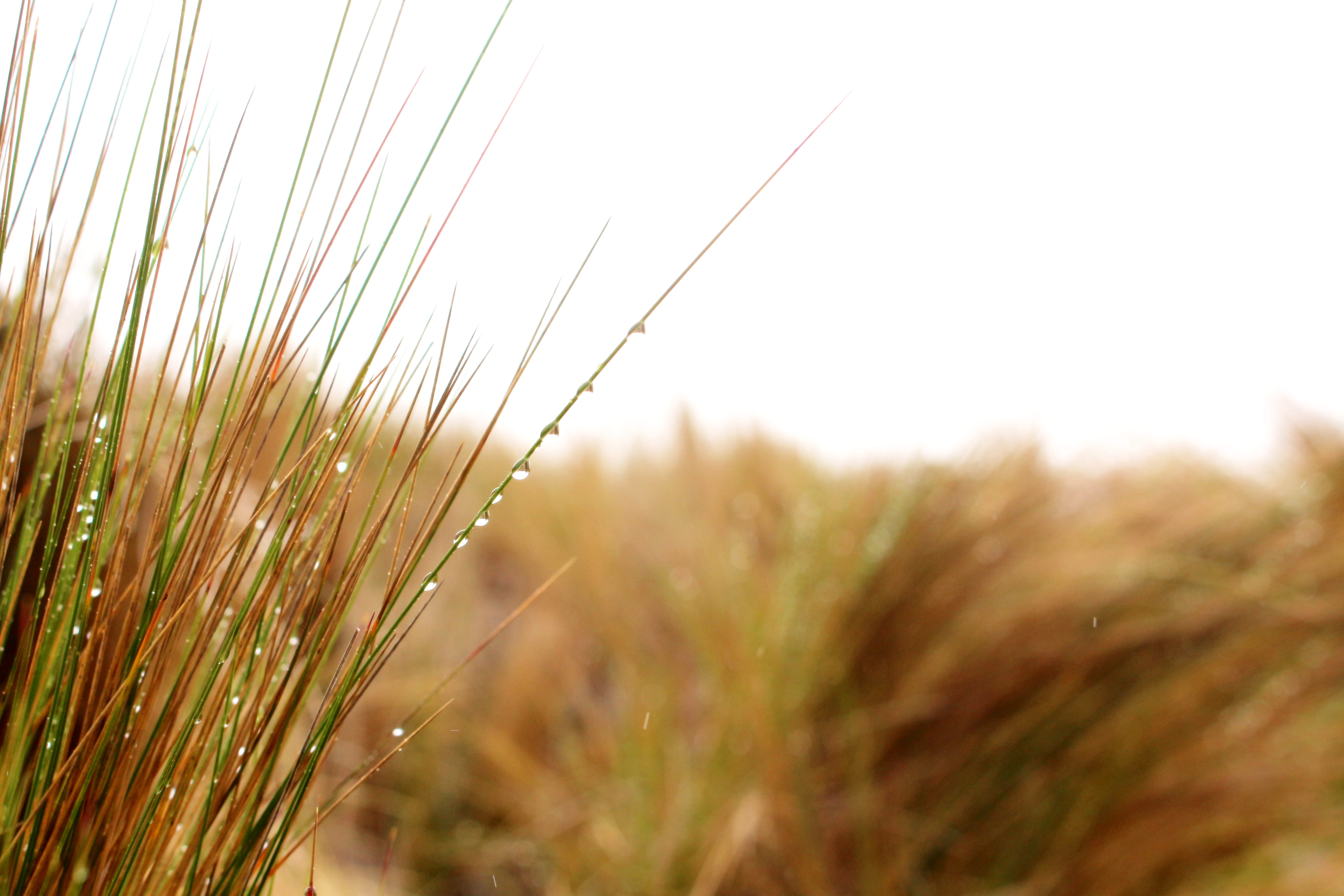 freshness, drop, environment, ecuador, selective focus, 5K, grass, land, growth, close-up, beauty in nature, copy space, rocio, landscape, sky, plant, HD Wallpaper