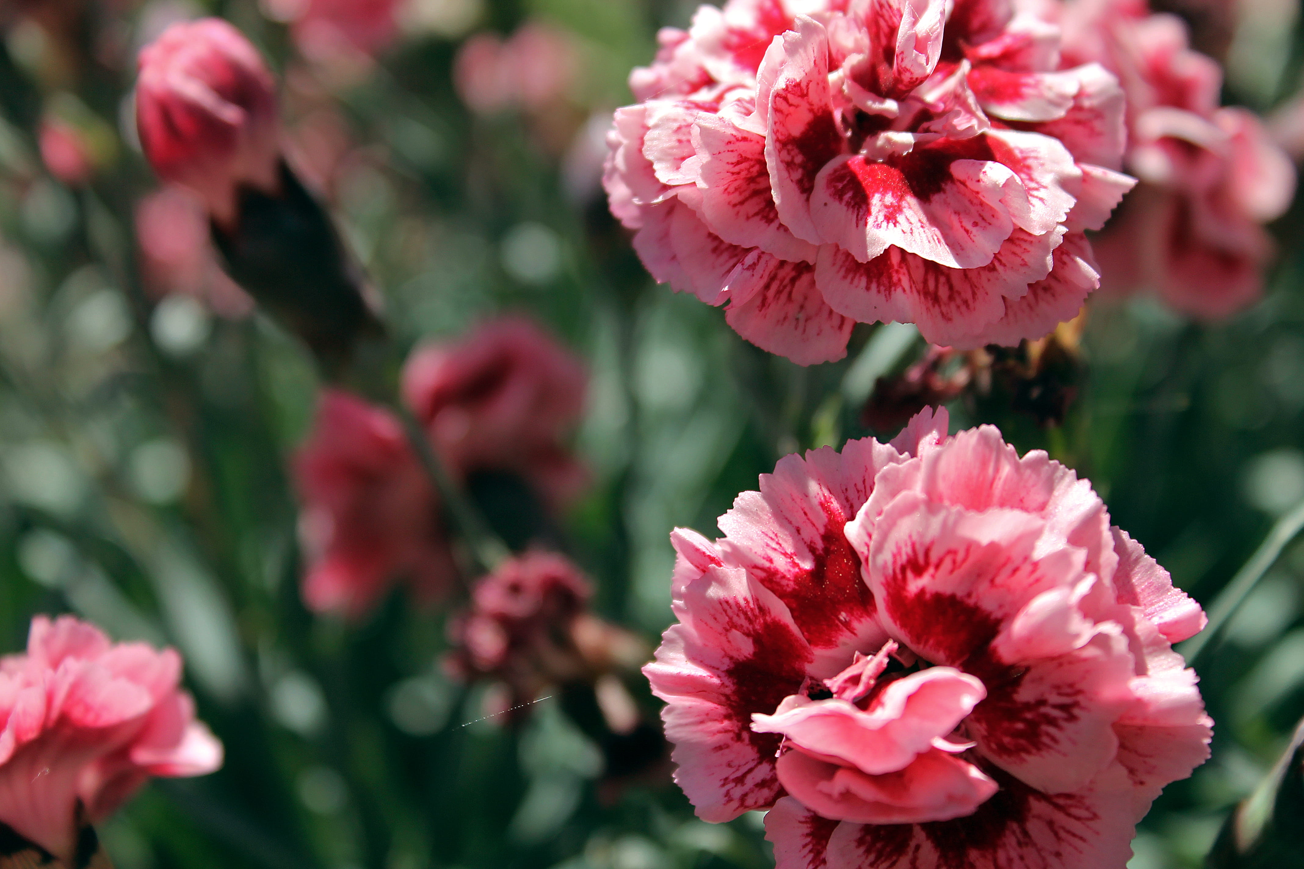 no people, plant, focus on foreground, springtime, sonoma, close, outdoors, flower head, plants, nature, sunshine, red, beauty in nature, flower, close-up, HD Wallpaper
