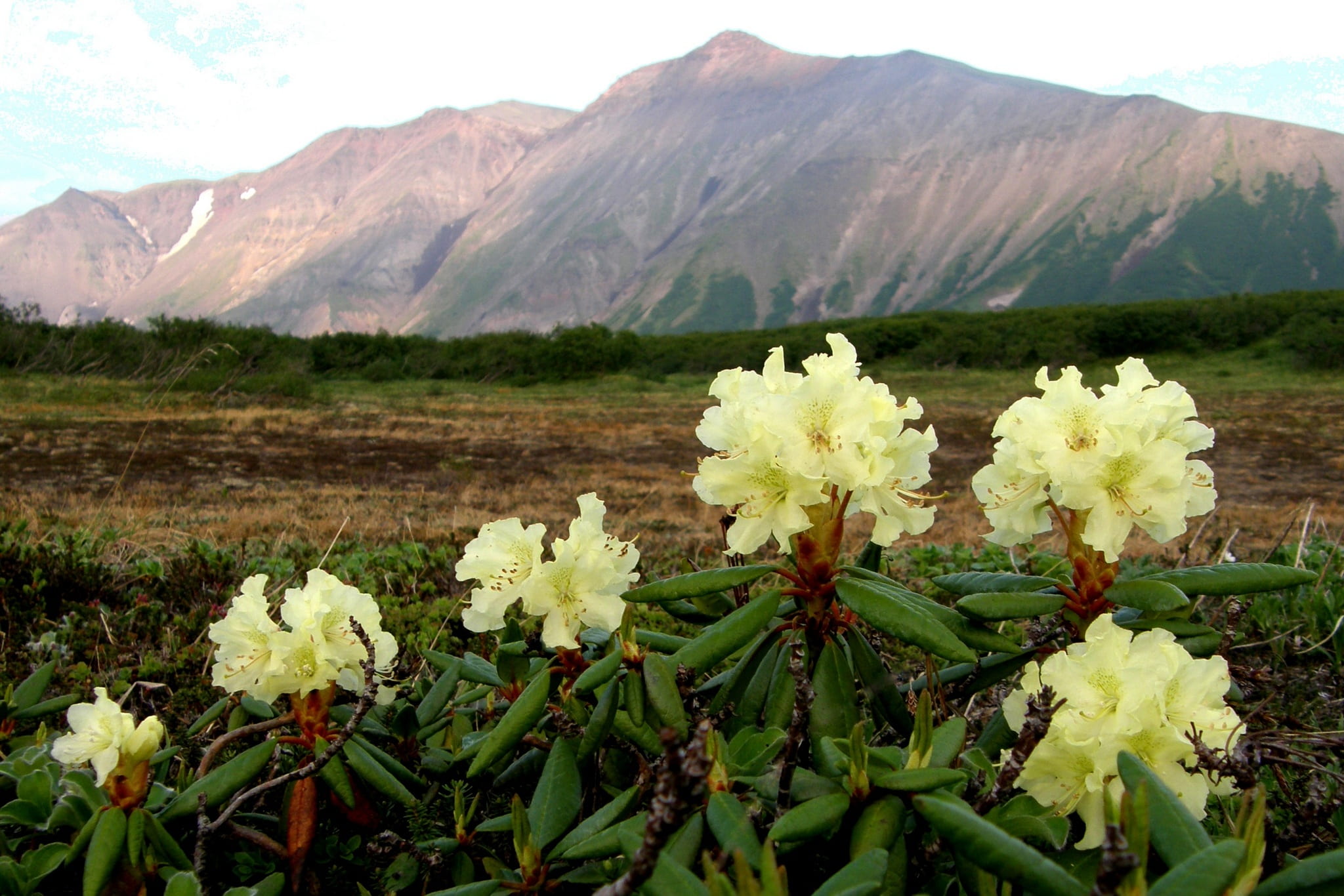 mountain, the foot, mountain range, nature, mountains, tranquility, day, travel, no people, flowering plant, height, kamchatka, fragility, rhododendrons, HD Wallpaper