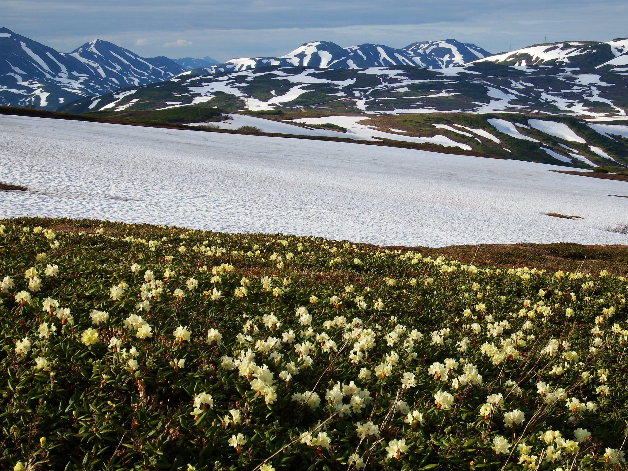 height, rhododendrons, scenics - nature, summer evening, field, volcano, snowcapped mountain, outdoors, the snow, cold temperature, environment, travel, HD Wallpaper