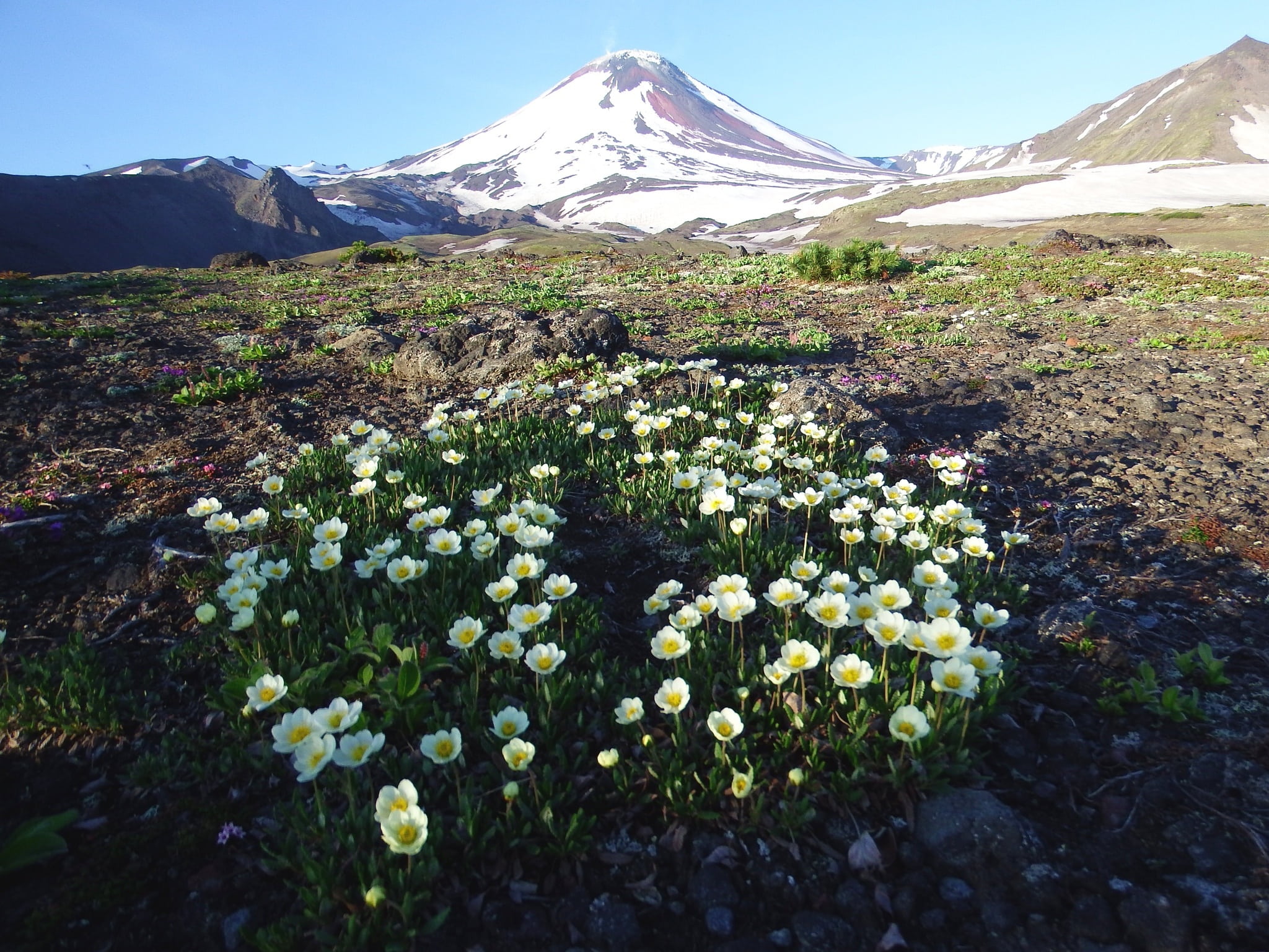 snowcapped mountain, flowers on the slag, 1080P, mountain peak, mountains, growth, peninsula, scenics - nature, winter, no people, environment, mountain, HD Wallpaper