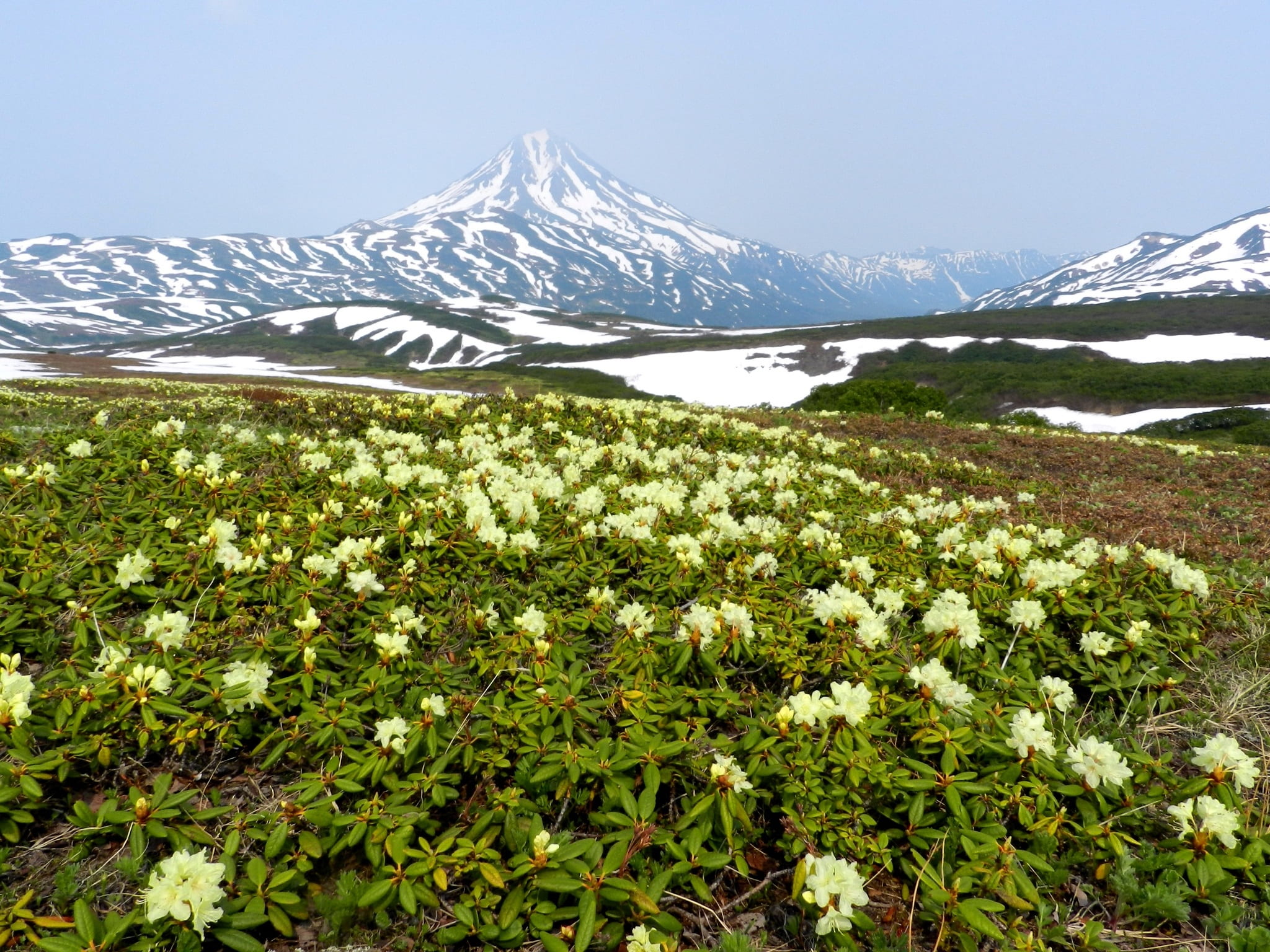 outdoors, winter, summer, 1080P, scenics - nature, kamchatka, daytime, flowering plant, no people, snow, travel, environment, peninsula, mountain, summer evening, HD Wallpaper