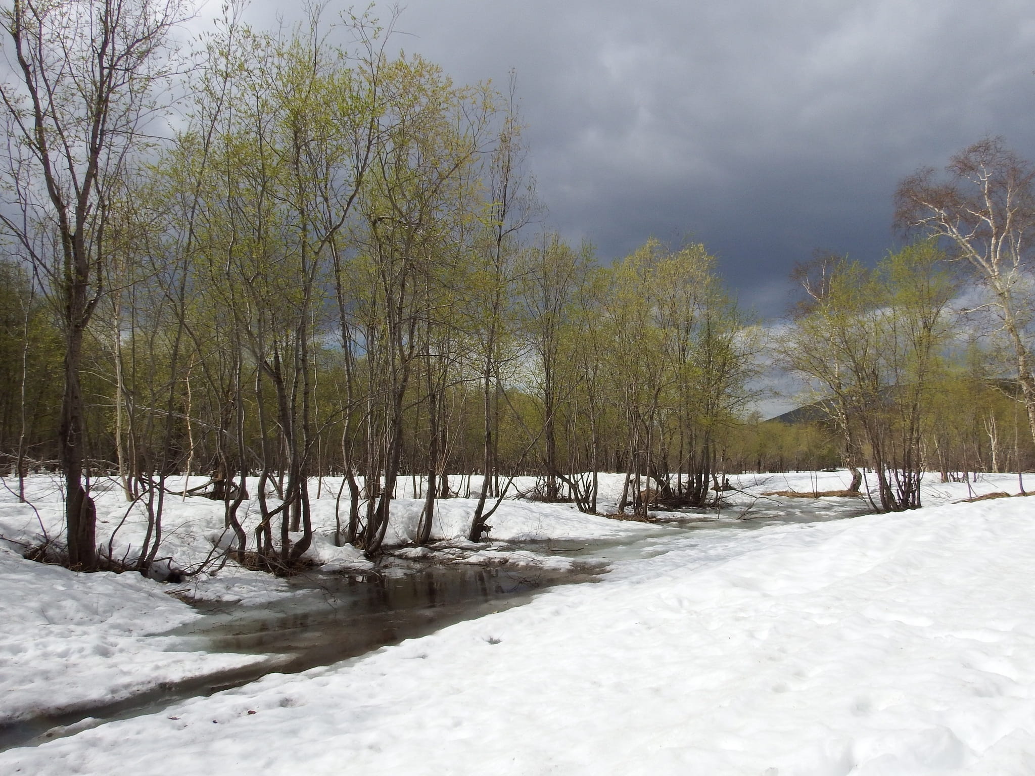plant, landscape, bare tree, Winter, travel, tranquil scene, no people, land, scenics - nature, non-urban scene, 1080P, creek, sky, mountains, Greens, HD Wallpaper