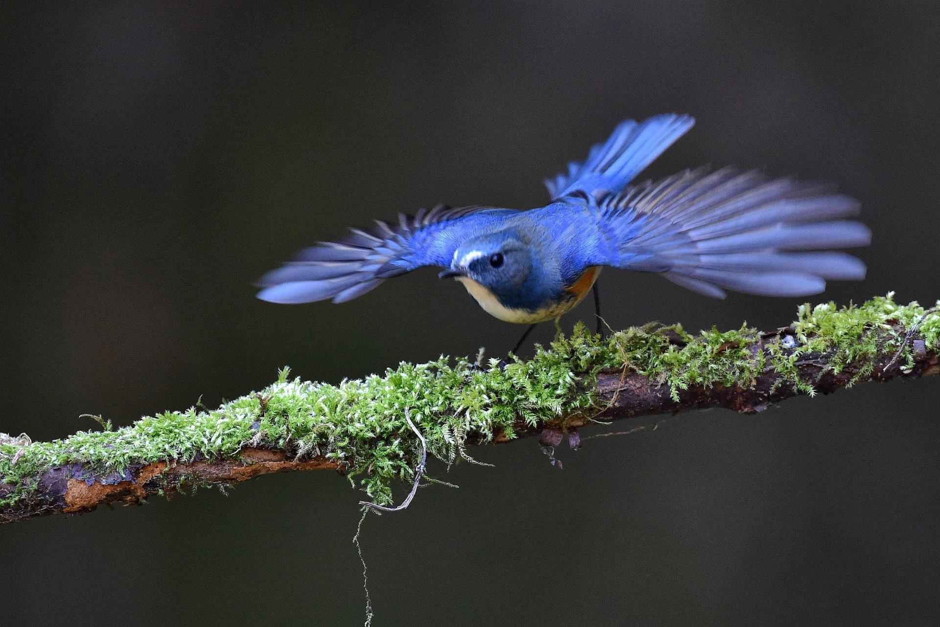 1080P, Branch, Red-Flanked Bluetail, Wings, Bokeh, Birds, Bird, HD Wallpaper