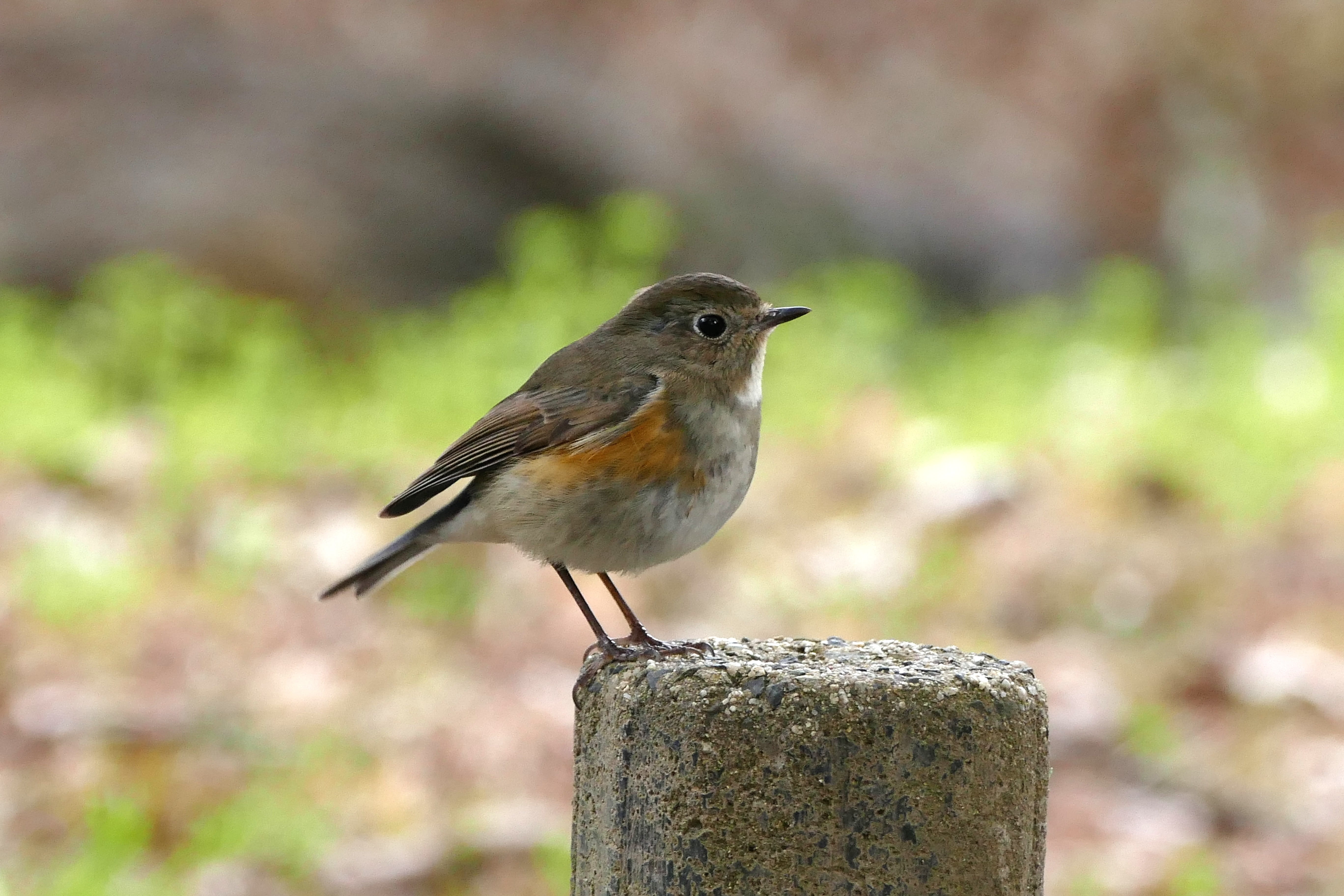 feather, 5K, small, outdoors, animal wildlife, no people, wooden post, red-flanked bluetail, vertebrate, wood - material, animals in the wild, robin, cute, HD Wallpaper