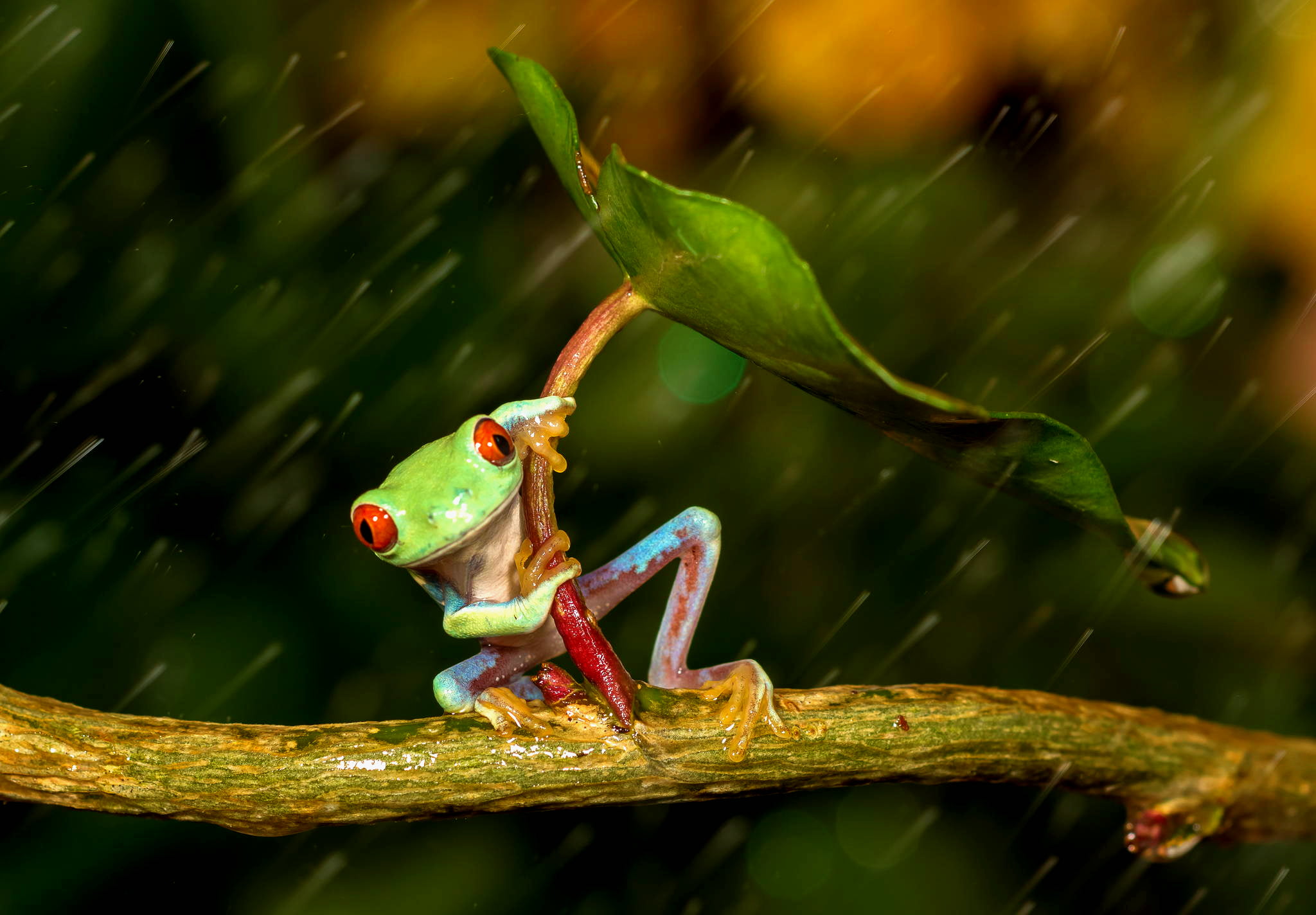 orange eyes, close-up, sheet, beauty, plant stem, rain, friendsheep, animals in the wild, colorful, leaf, amphibian, colourfull, animal, no people, branch, HD Wallpaper