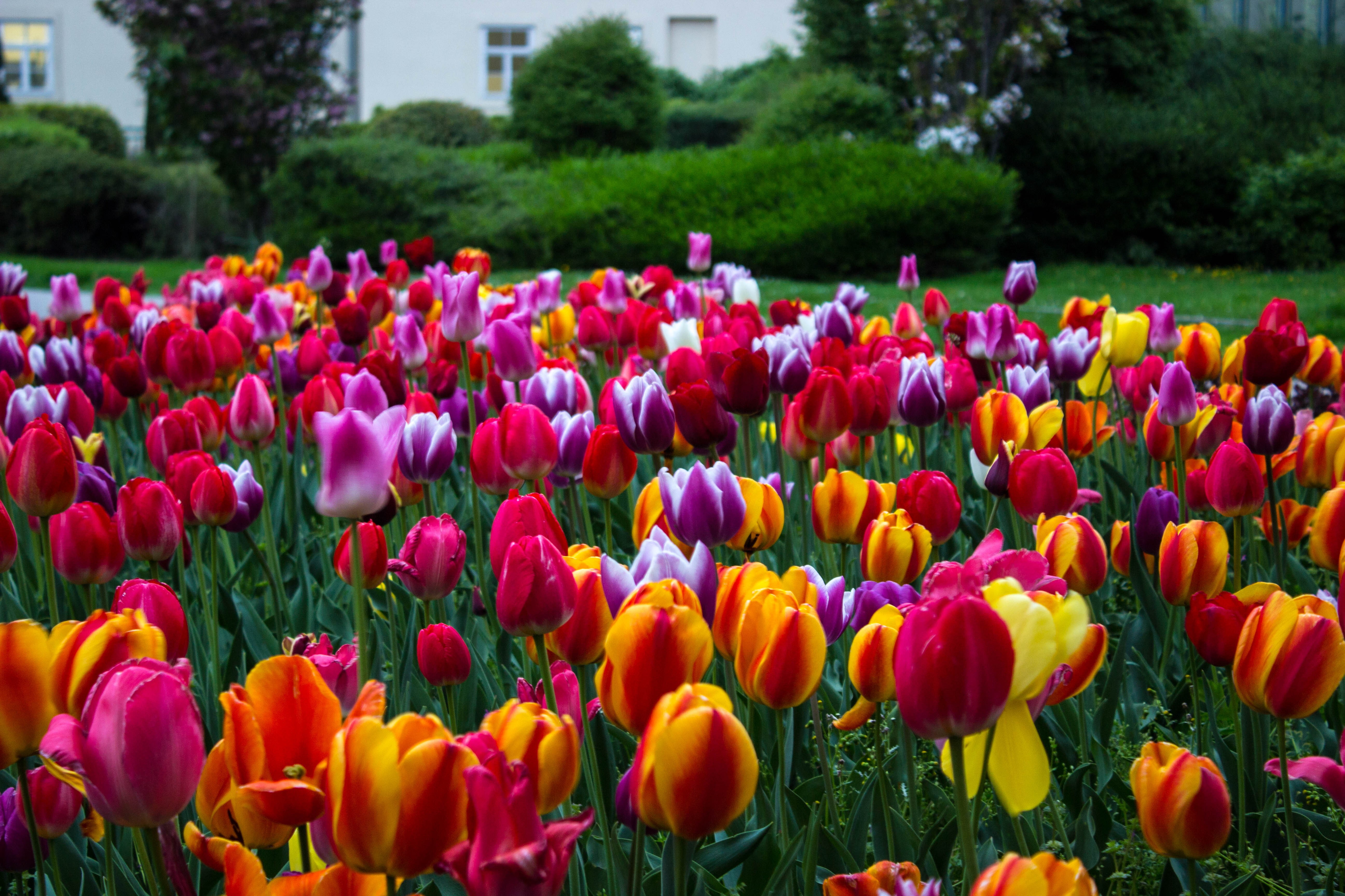 park, growth, purple, multi colored, flowerbed, vulnerability, petal, flowering plant, tulip, flowers colorful colourfull tulips, beauty in nature, no people, HD Wallpaper