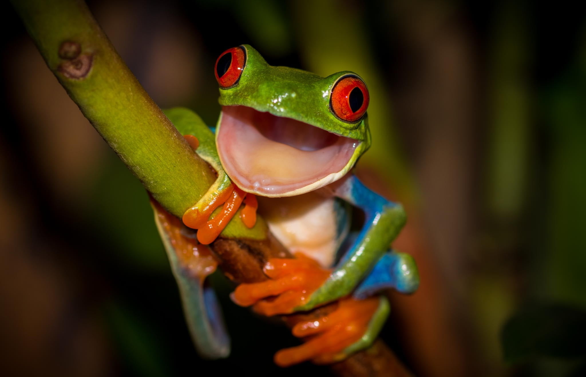 nature, animals In The Wild, beauty, wildlife, amphibian, no people, colourfull, animal themes, animal Eye, forest, tropical Rainforest, 1080P, living Organism, HD Wallpaper