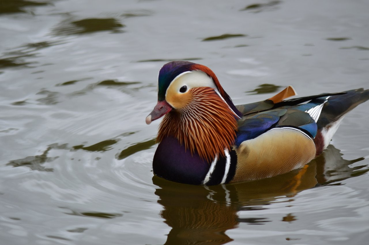duck, animals, Colourfull, wildlife, water, 720P, HD Wallpaper
