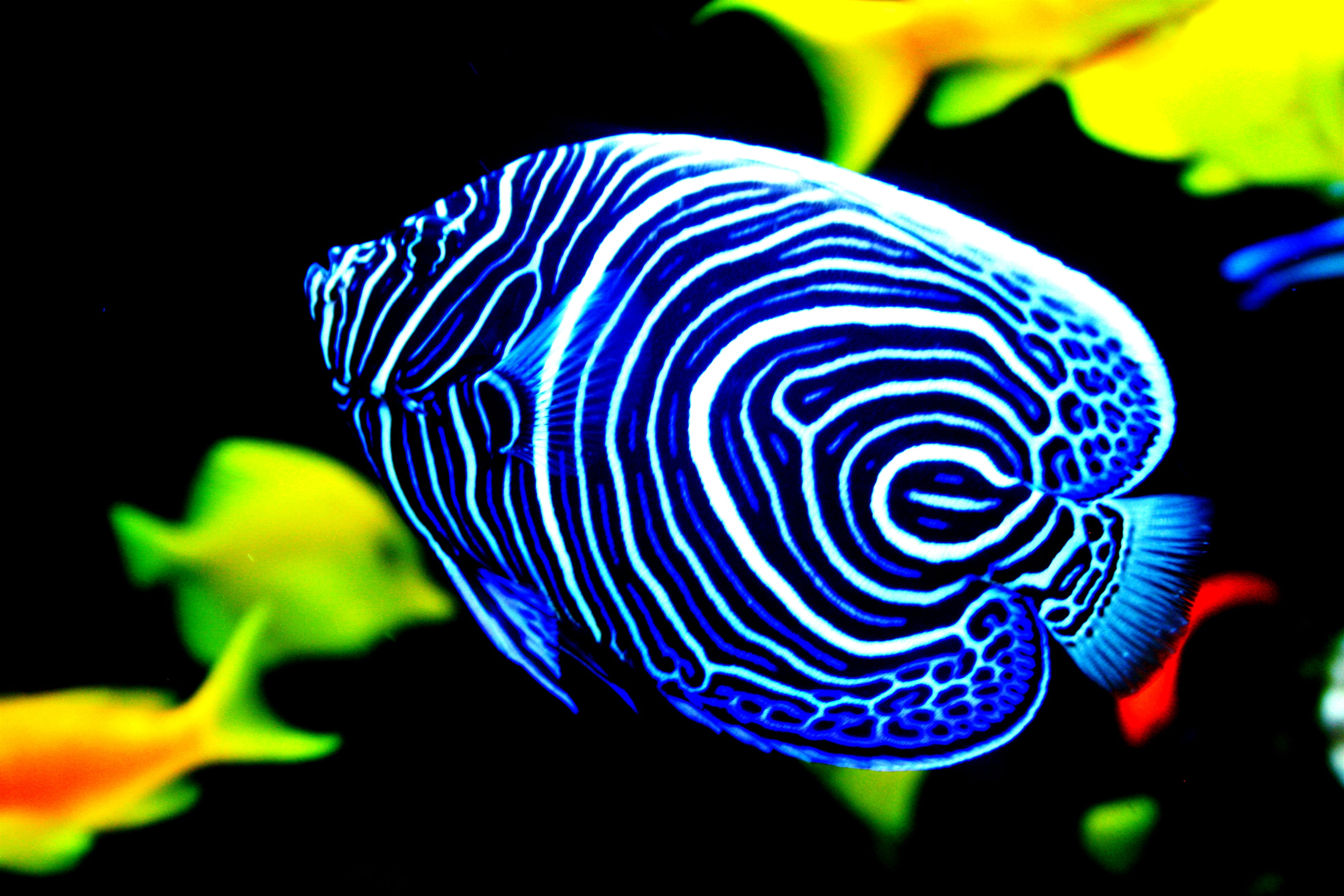 animal wildlife, black background, aquatic, animals in the wild, surgeonfish, animal markings, multi colored, close-up, mozambique, angelfish, rock beauty, HD Wallpaper