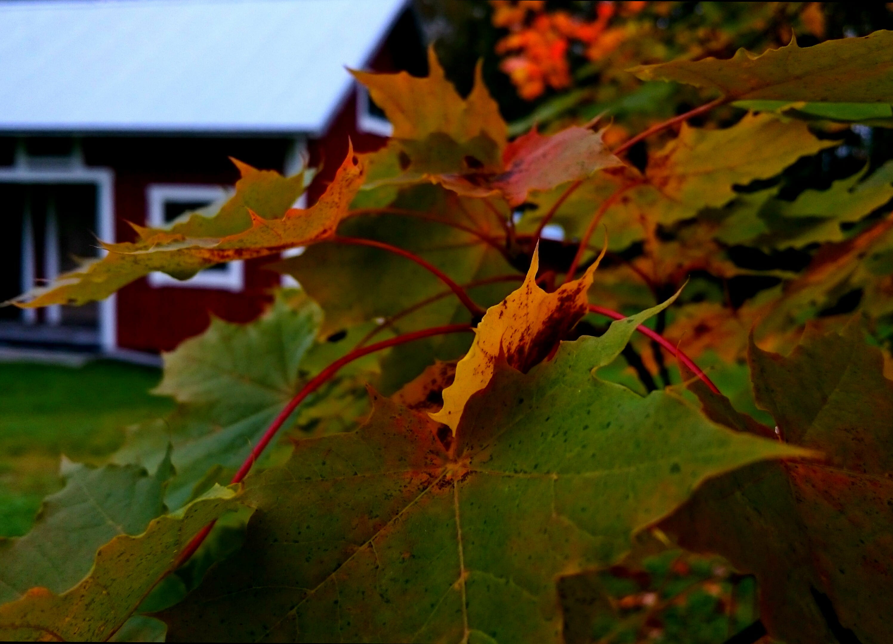 built structure, plant, house, close-up, outdoors, focus on foreground, growth, maple leaf, day, tree, leaves, old, plant part, no people, keepitsimple, HD Wallpaper