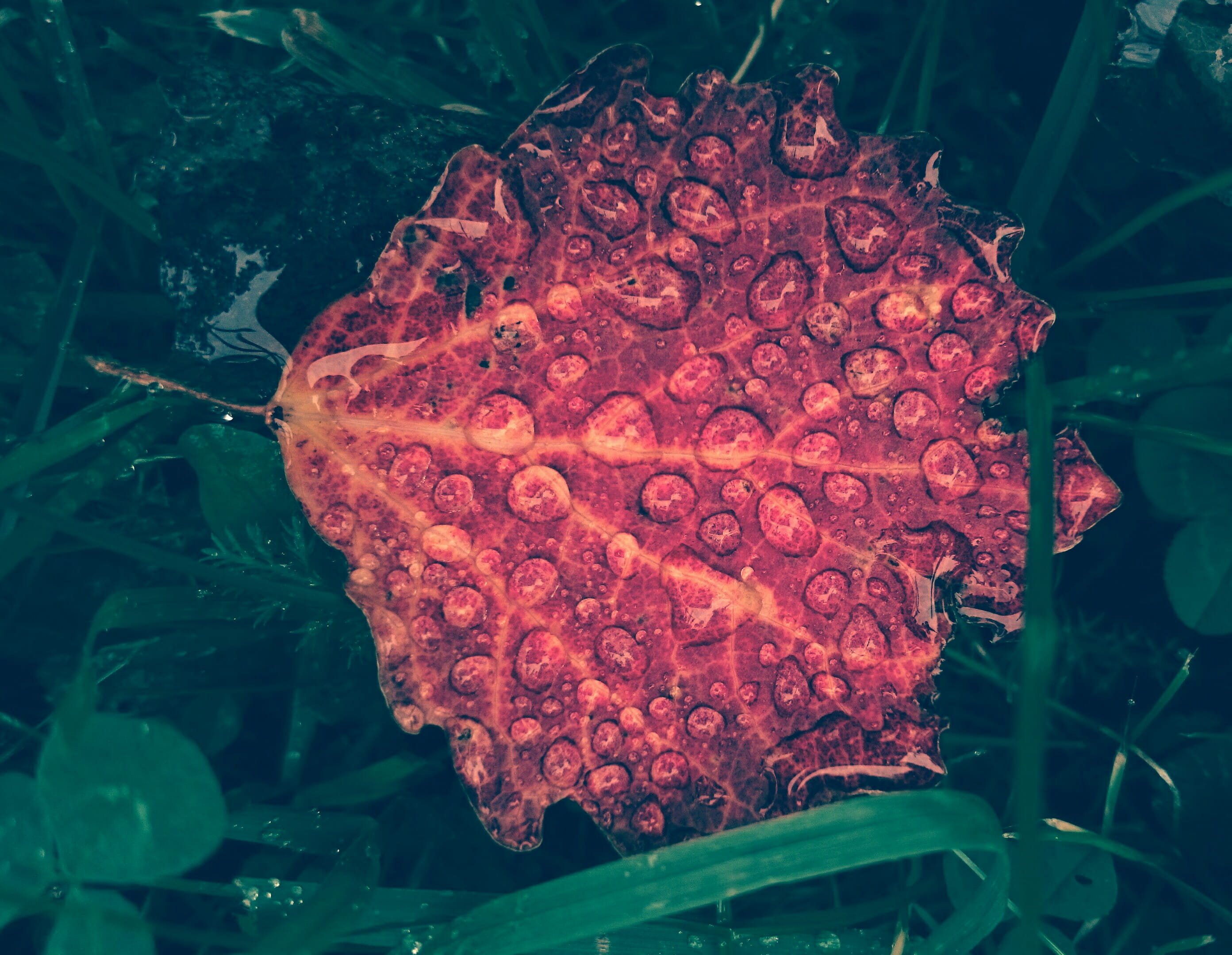 nature, #leaves, vulnerability, fragility, day, purity, 2K, growth, plant, plant part, leaf, selective focus, #autumn, close-up, red, flowering plant, HD Wallpaper