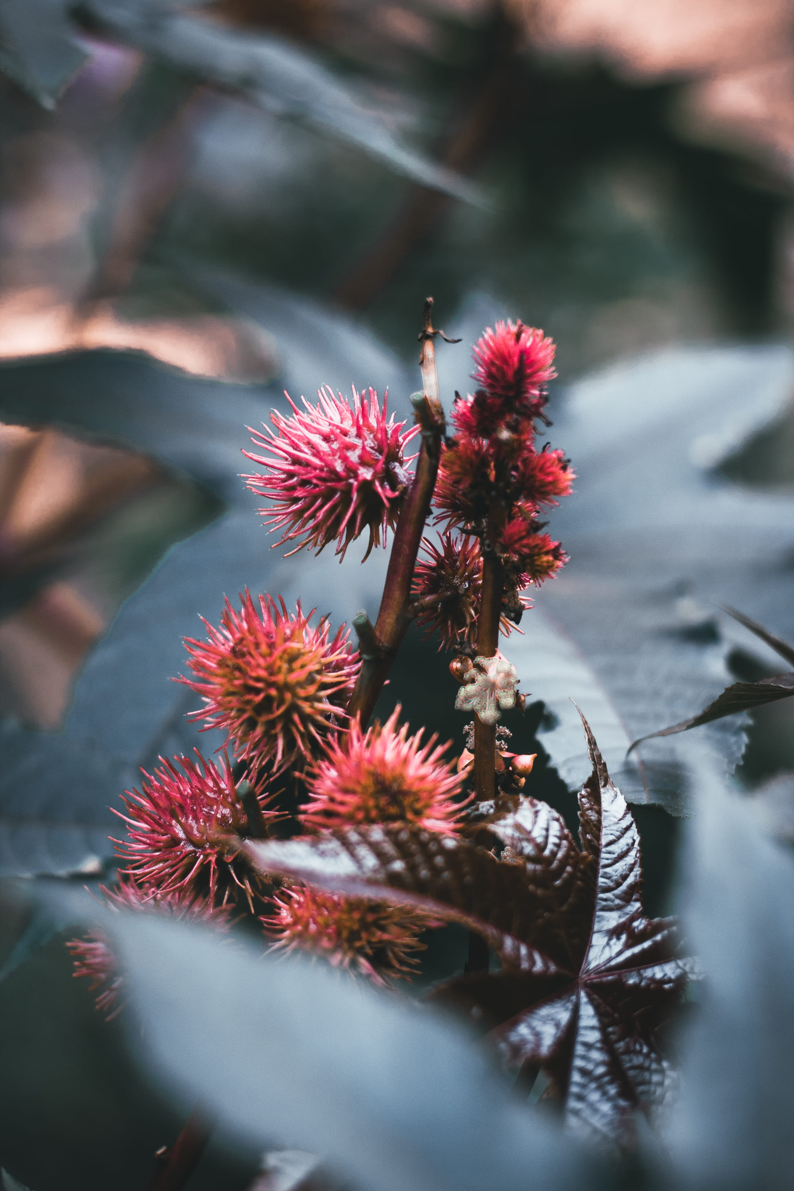 flowering plant, plants, selective focus, vulnerability, beauty in nature, colourfull, outdoors, freshness, flower head, leaf, cologne, close-up, plant, Phone HD Wallpaper
