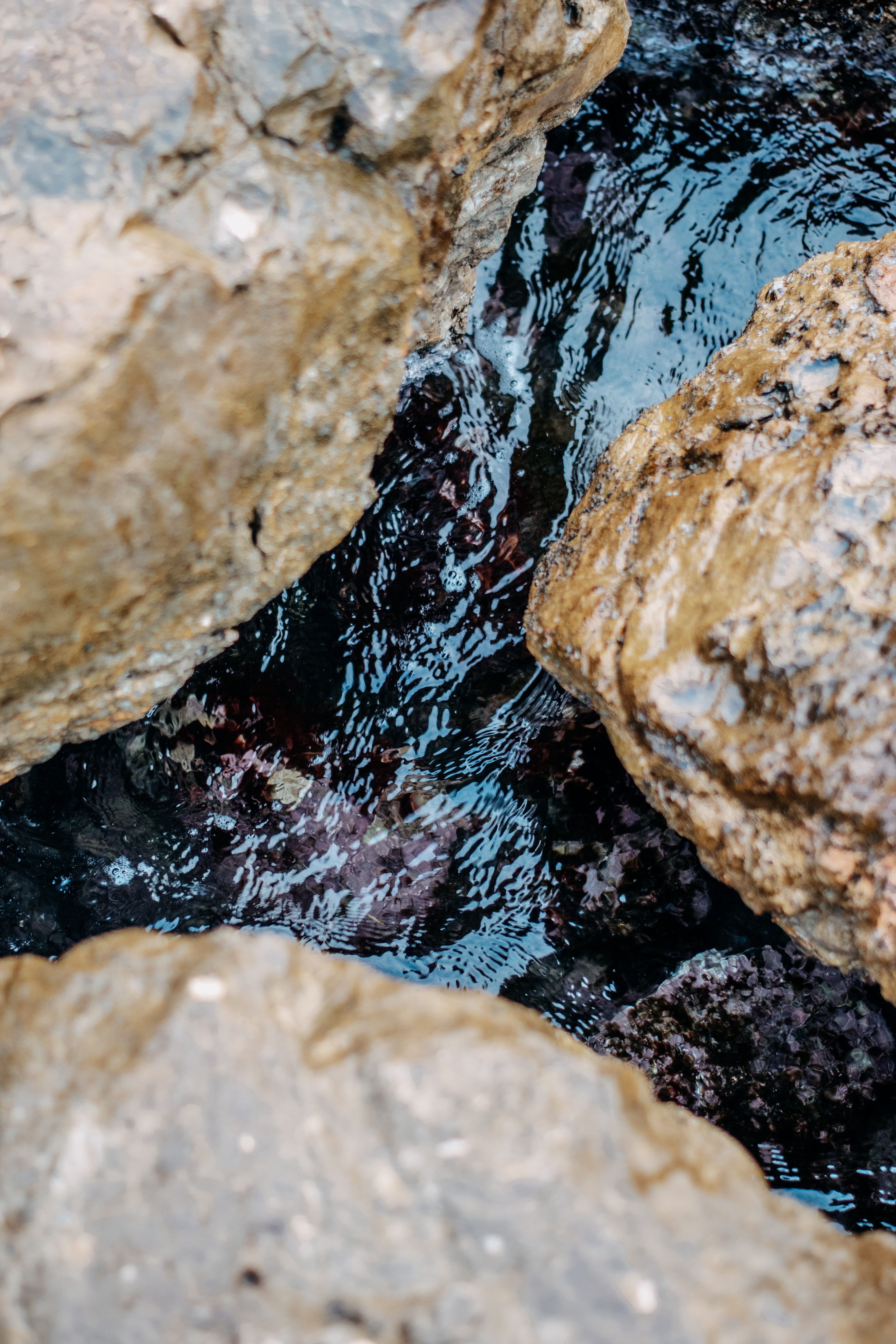 brown, rock, water, sea life, textured, invertebrate, stream, outdoors, mineral, stone, rock formation, oyster, flowing water, beauty in nature, food, day, Phone HD Wallpaper