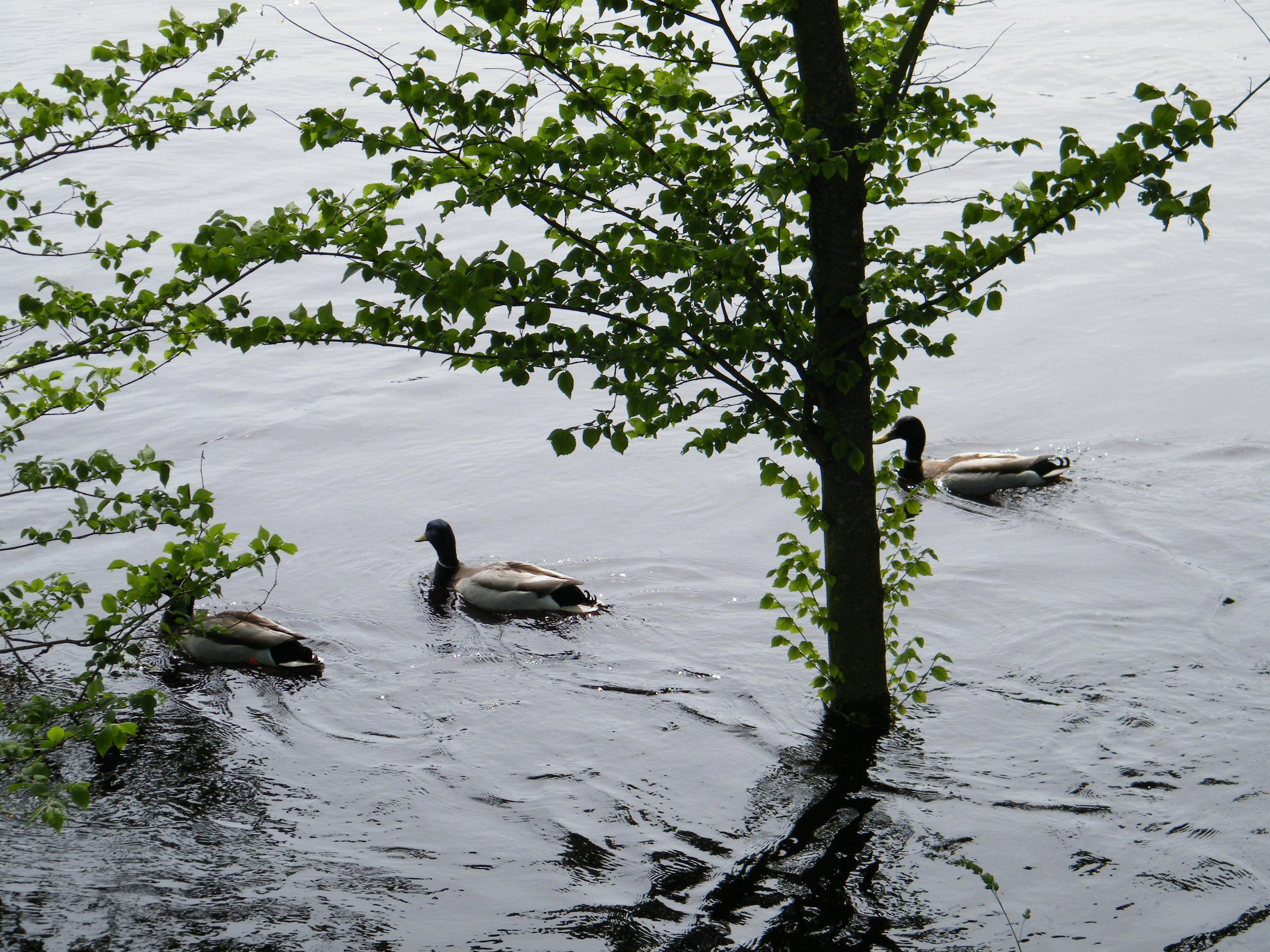 2K, river, animals, water, flood, HD Wallpaper
