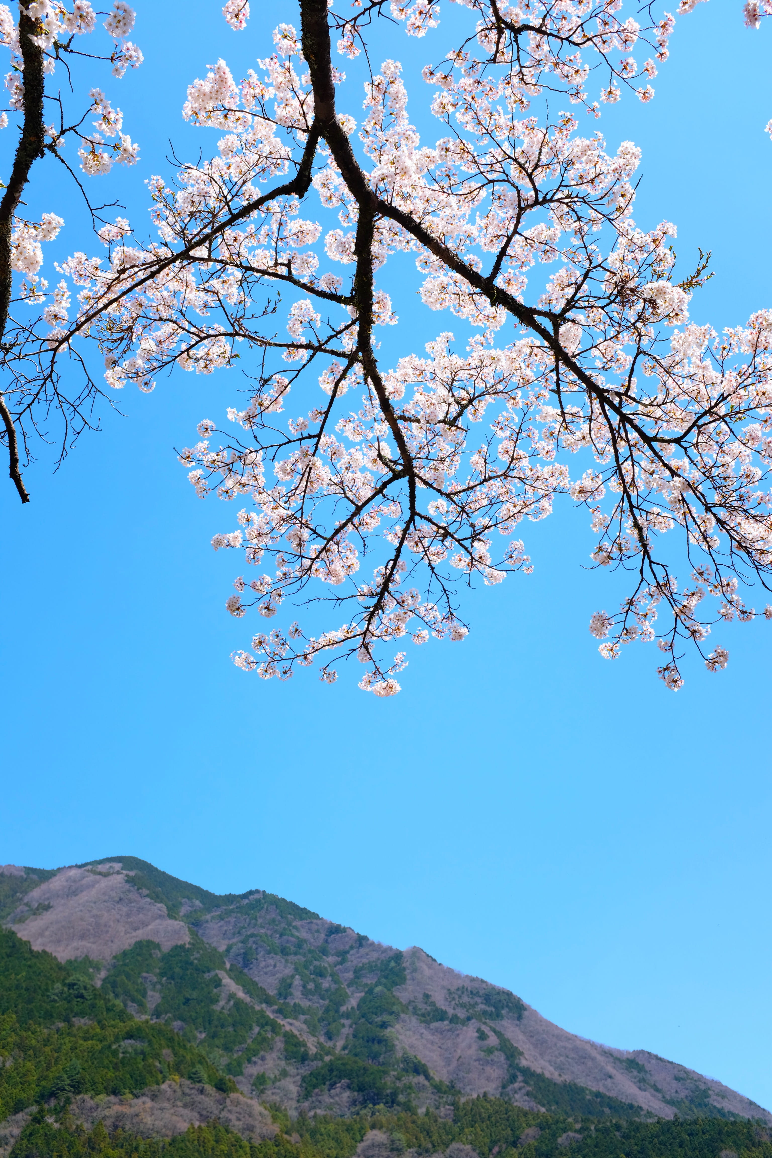 aster, cherry tree, kumakohgen, geranium, branch, blue, freshness, mountains, tranquility, slope, flowering plant, springtime, petal, day, mountain, low angle view, Phone HD Wallpaper