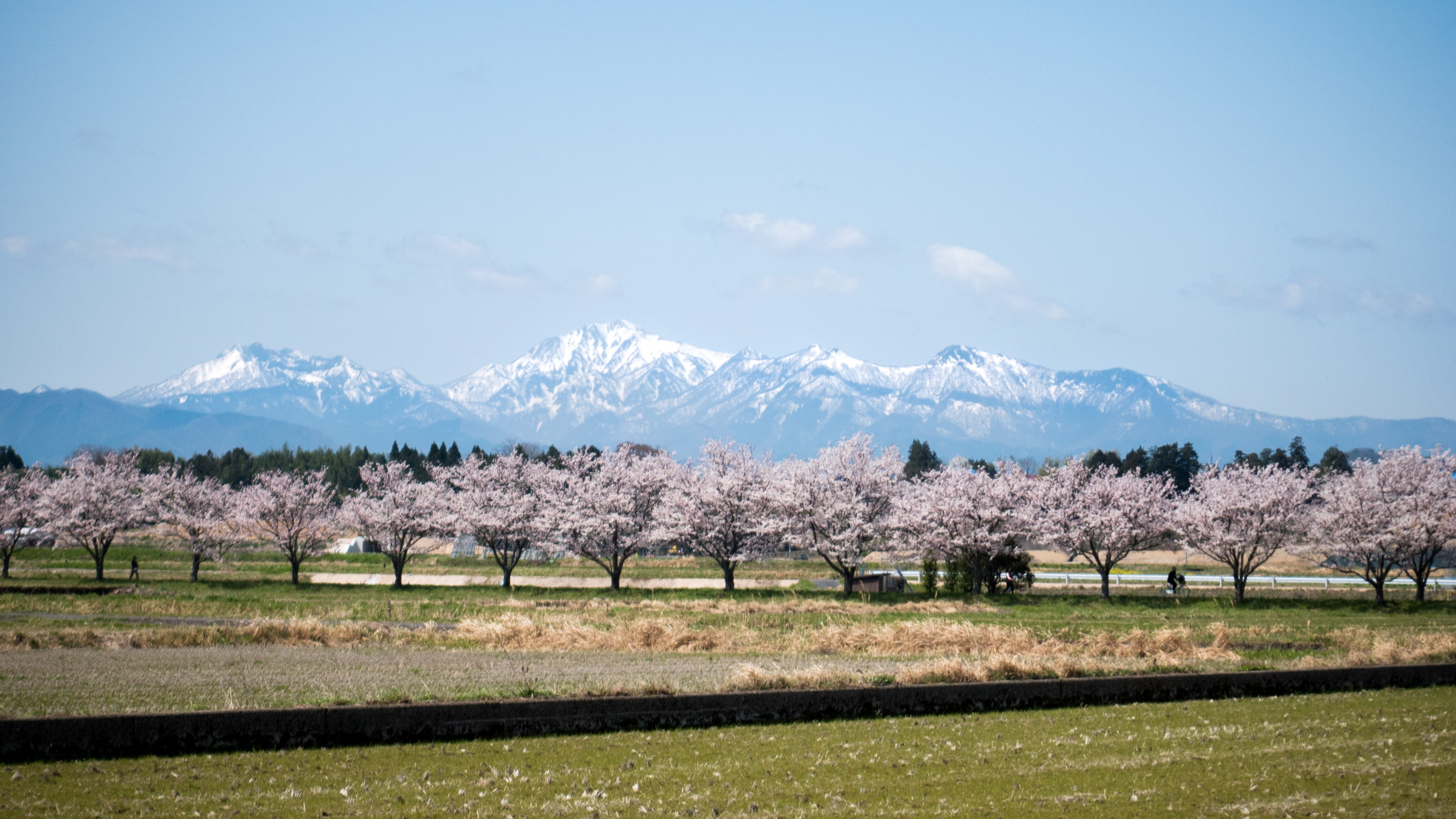 bloom, springtime, sky, no people, day, mountain range, land, outdoors, snowcapped mountain, flowers, rural scene, agriculture, spring, cherry blossom, HD Wallpaper