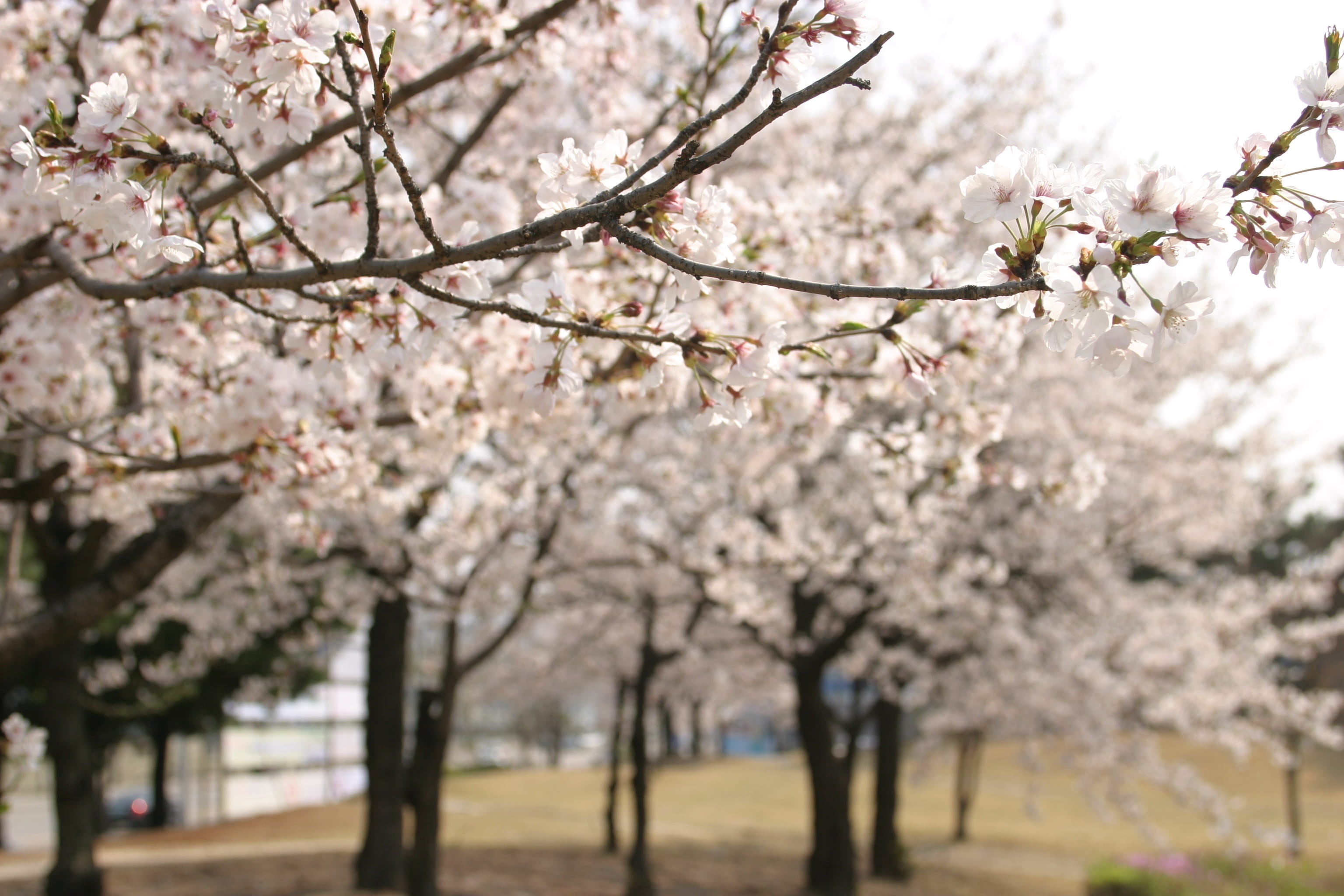 beauty In Nature, freshness, season, growth, flower, Spring, vulnerability, oriental Cherry Tree, focus on foreground, Cherry Blossom, blossom, Wood, no people, HD Wallpaper