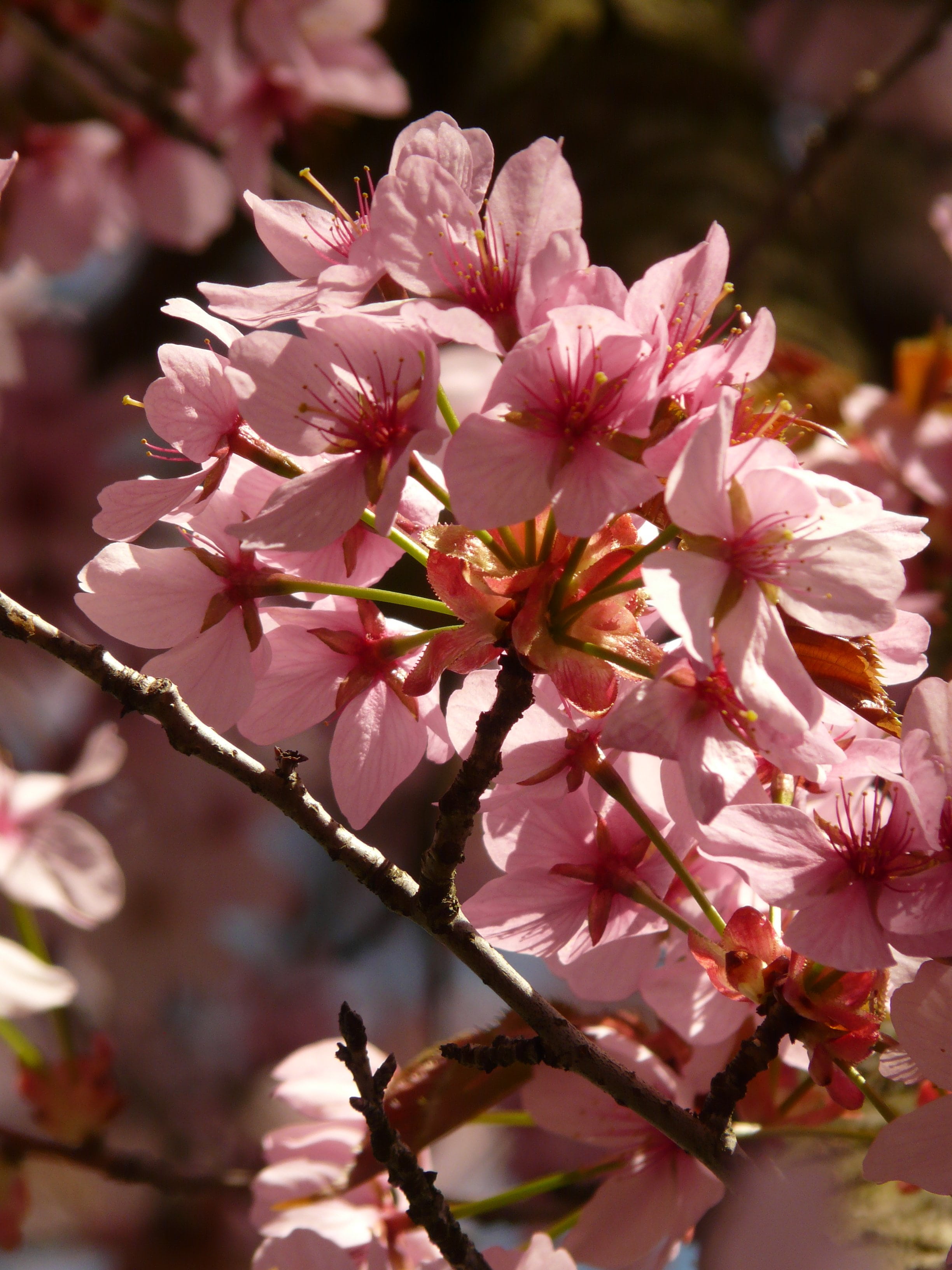 no people, close-up, pink Color, springtime, tree, nature, cherry blossom, flower, growth, pink, flower head, plant, beauty in nature, smell, bunch of flowers, Phone HD Wallpaper
