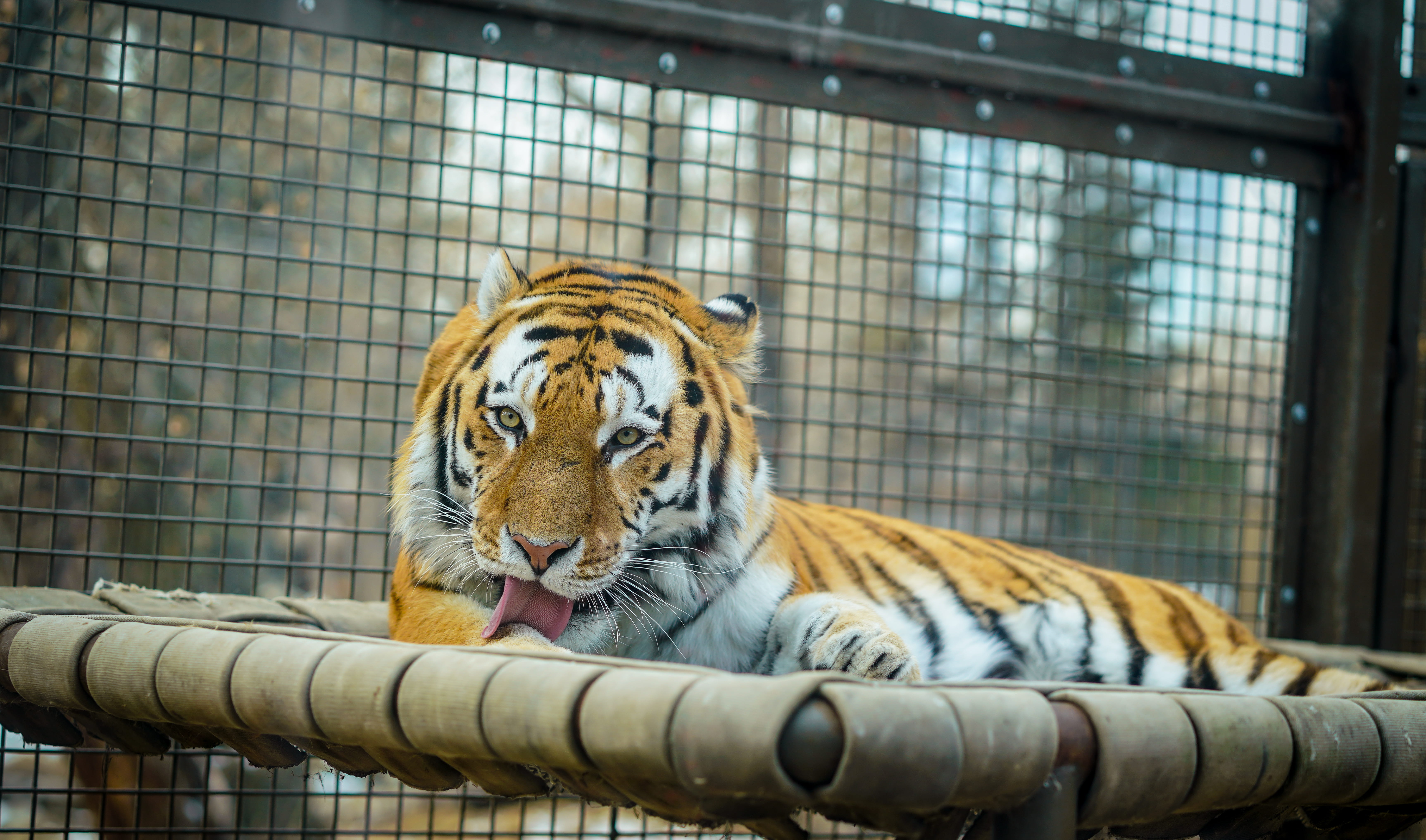 carnivora, 5K, railing, plant, flower, tiger, big cat, animal head, mouth open, lying, animals in captivity, mammal, animal wildlife, cage, pets, one animal, HD Wallpaper