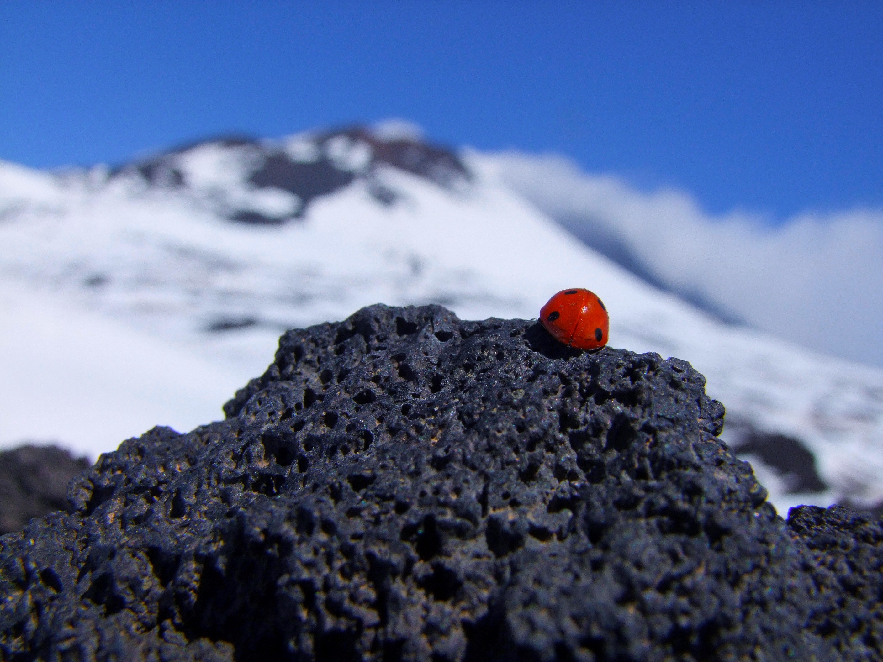 land, red, 2K, volcano, close-up, ladybird, etna, lady, beetle, invertebrate, italy, solid, rock, winter, bokeh, photography, sun, day, rock - object, HD Wallpaper