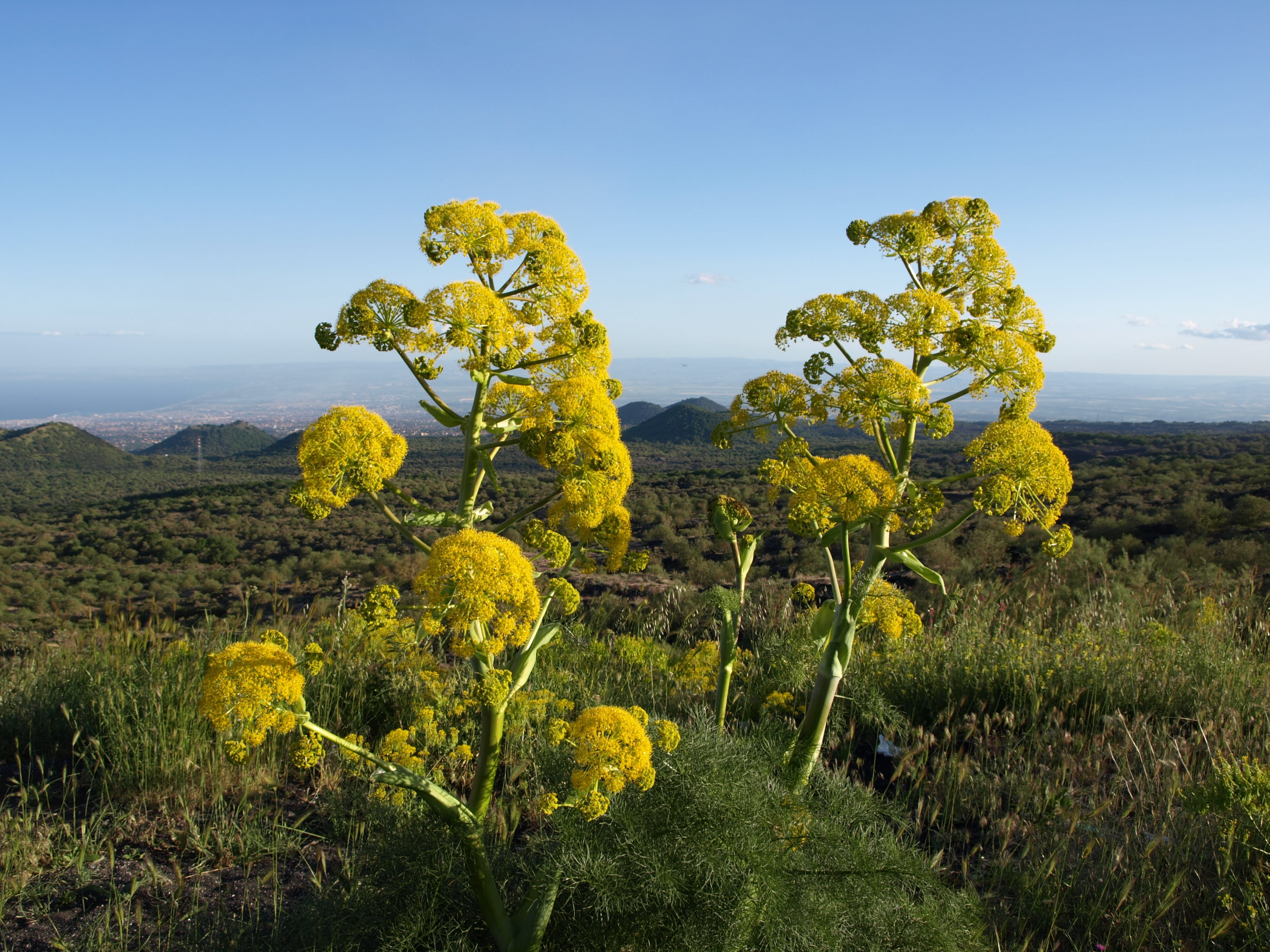 green color, day, field, outdoors, 2K, tranquility, yellow, tranquil scene, beauty in nature, scenics - nature, winemaking, relaxation, sicily, plant, HD Wallpaper