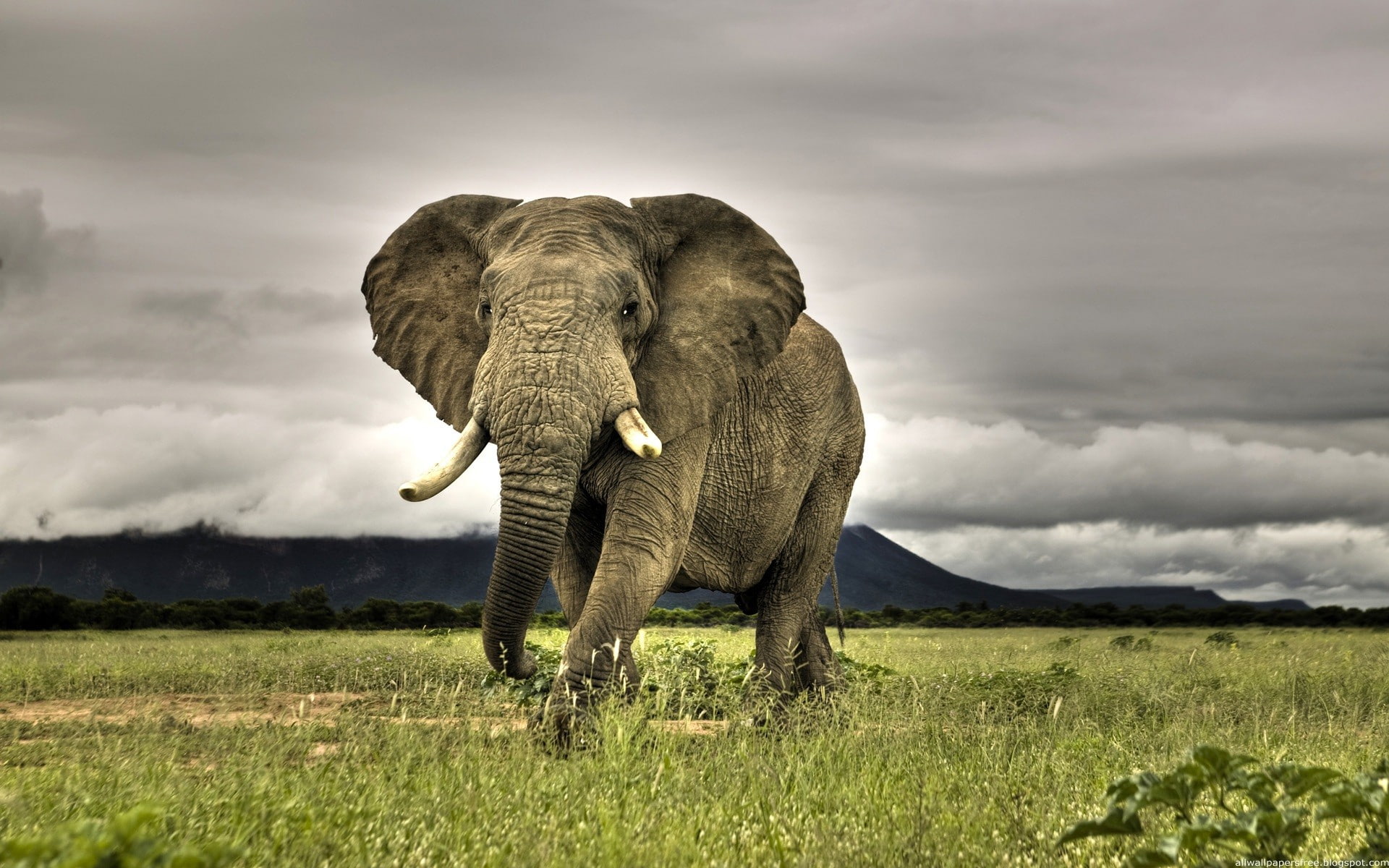 1080P, animals, nature, landscape, Africa, elephant, HD Wallpaper