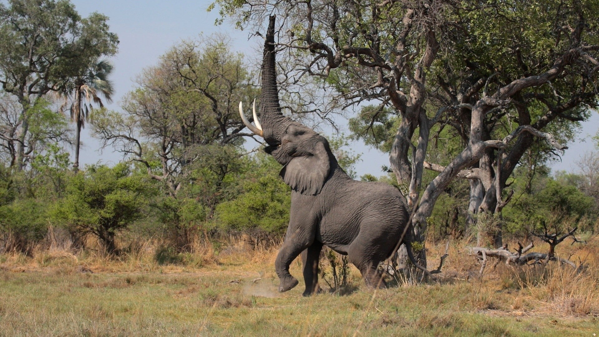 trees, wilderness, landscape, nature, grass, Africa, 1080P, elephant, animals, HD Wallpaper