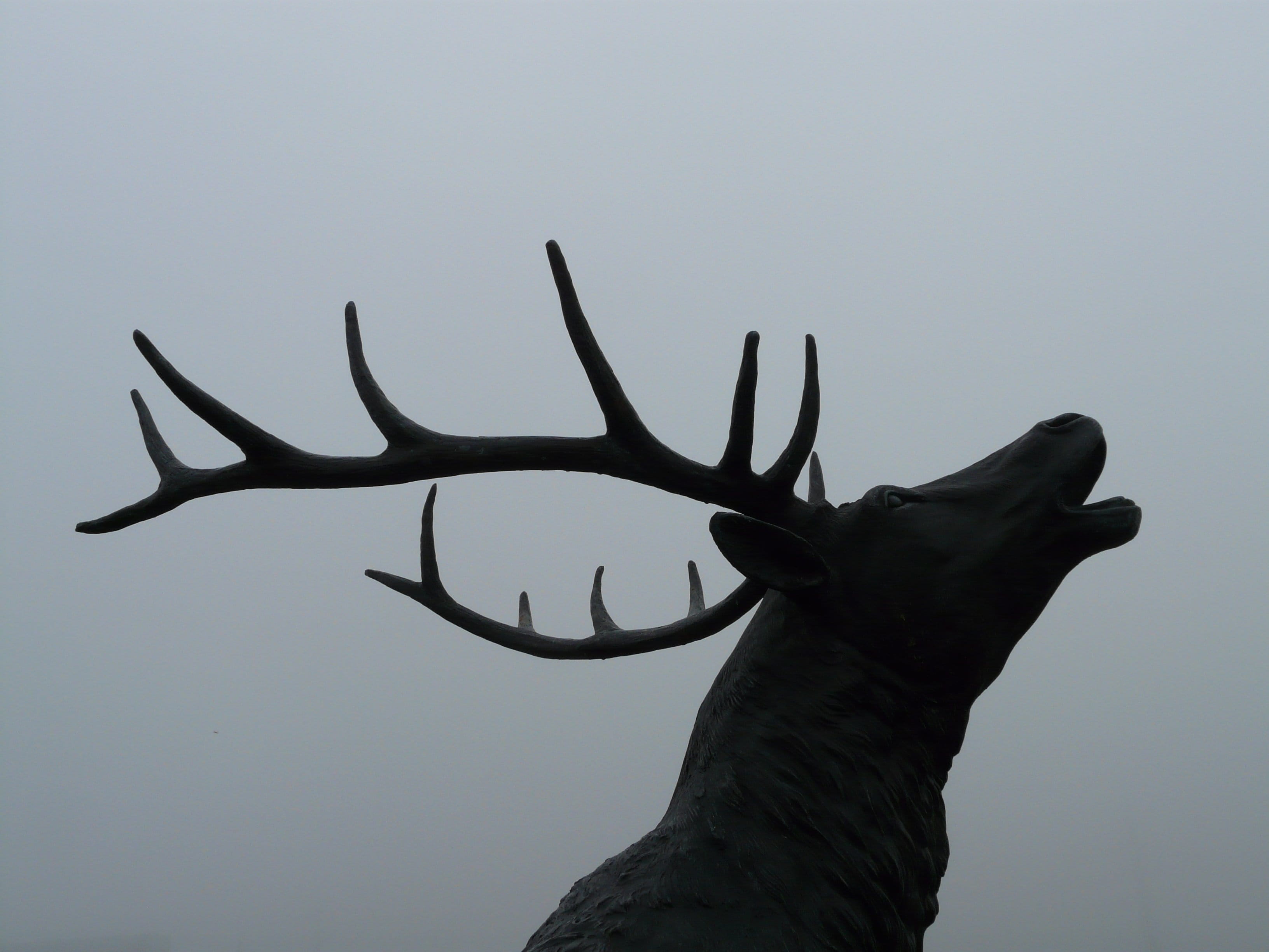 cast iron, red deer, nature, horned, animals in the wild, 2K, artiodactyla, reindeer, hirsch, stag, tree, antler carrier, clear sky, low, low angle view, HD Wallpaper