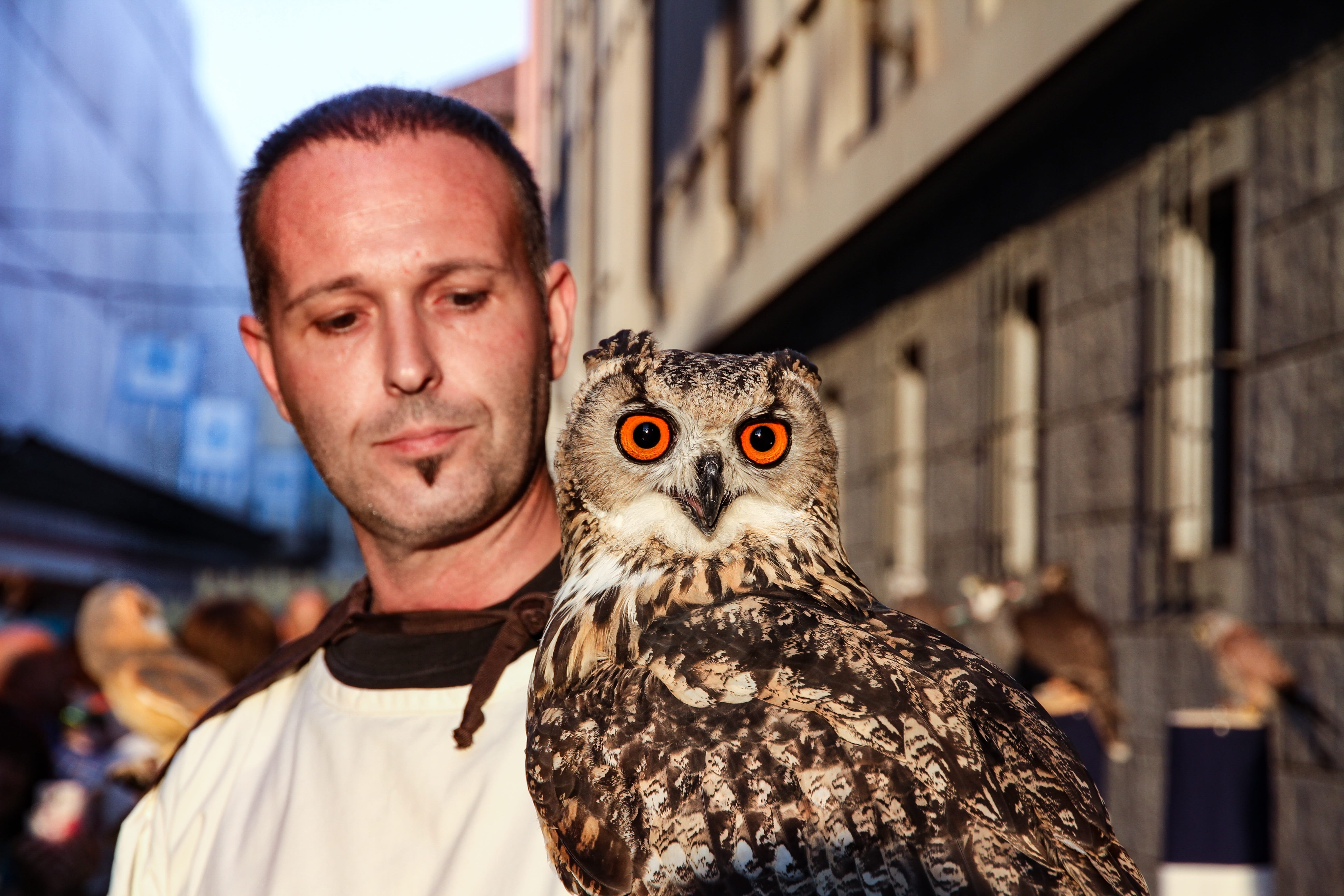 architecture, focus on foreground, portrait, animal wildlife, mammal, vertebrate, falconry, bill, one animal, eyes, men, wild, falcon - bird, owl, close-up, HD Wallpaper