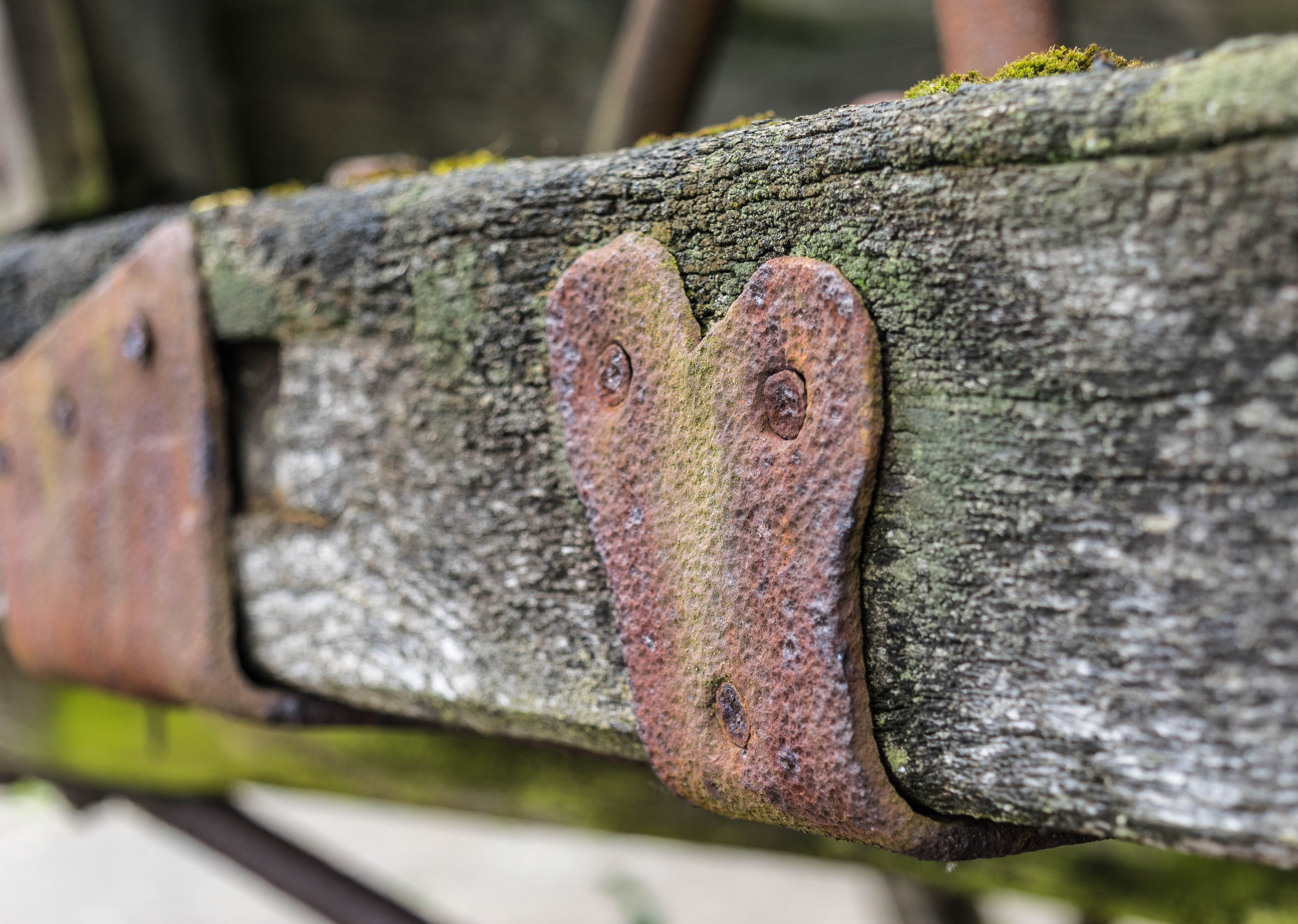 art, stainless, no people, forged, fence, metal, rusty, tree, reptile, lizard, boundary, ornament, forge, blacksmith, animal themes, nature, animal, close-up, HD Wallpaper