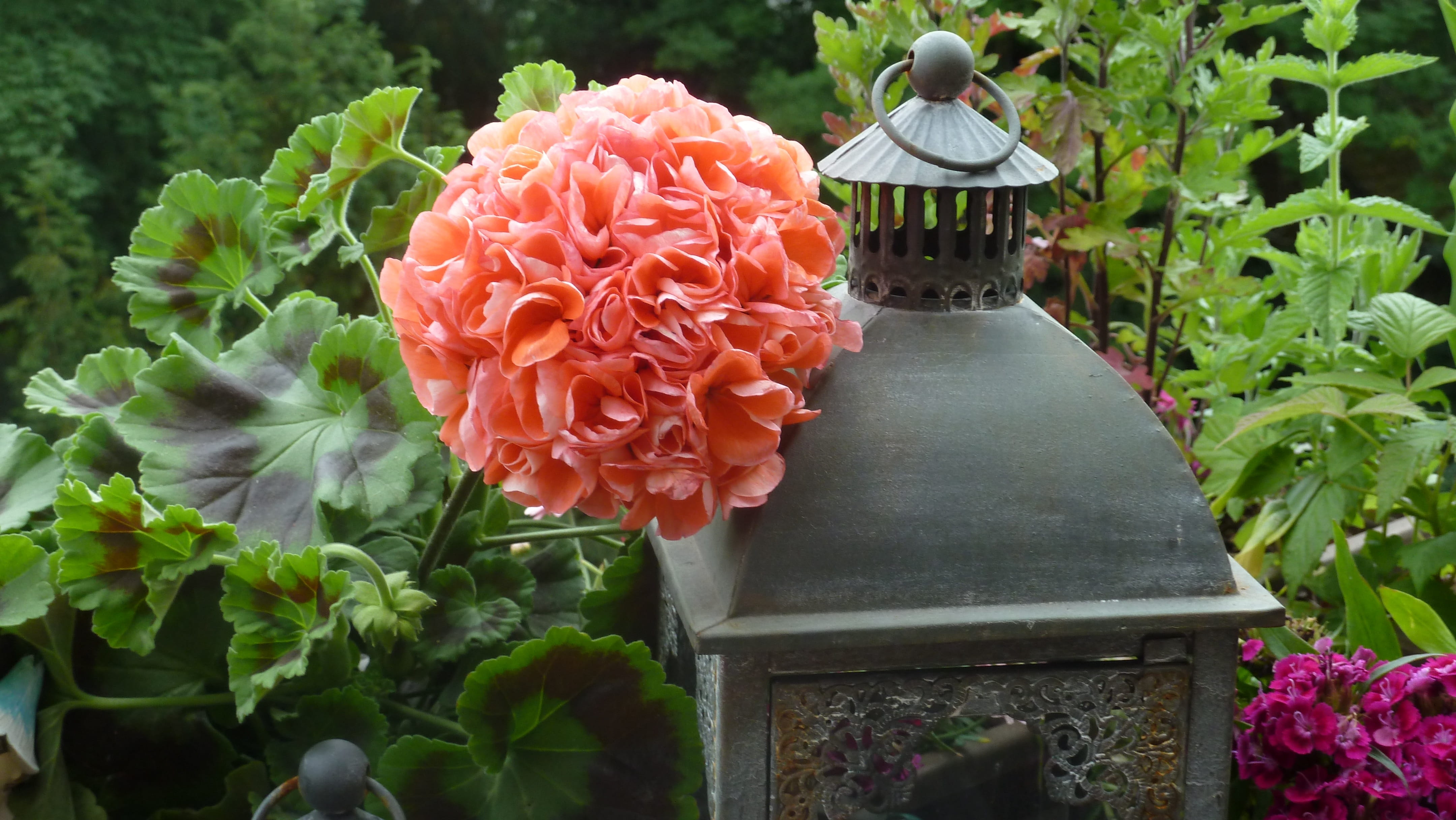 rose - flower, lamps, close-up, candle, gray, vulnerability, impression, beauty in nature, beauty, flower head, decorate, lanterns, rose, green, bless you, HD Wallpaper
