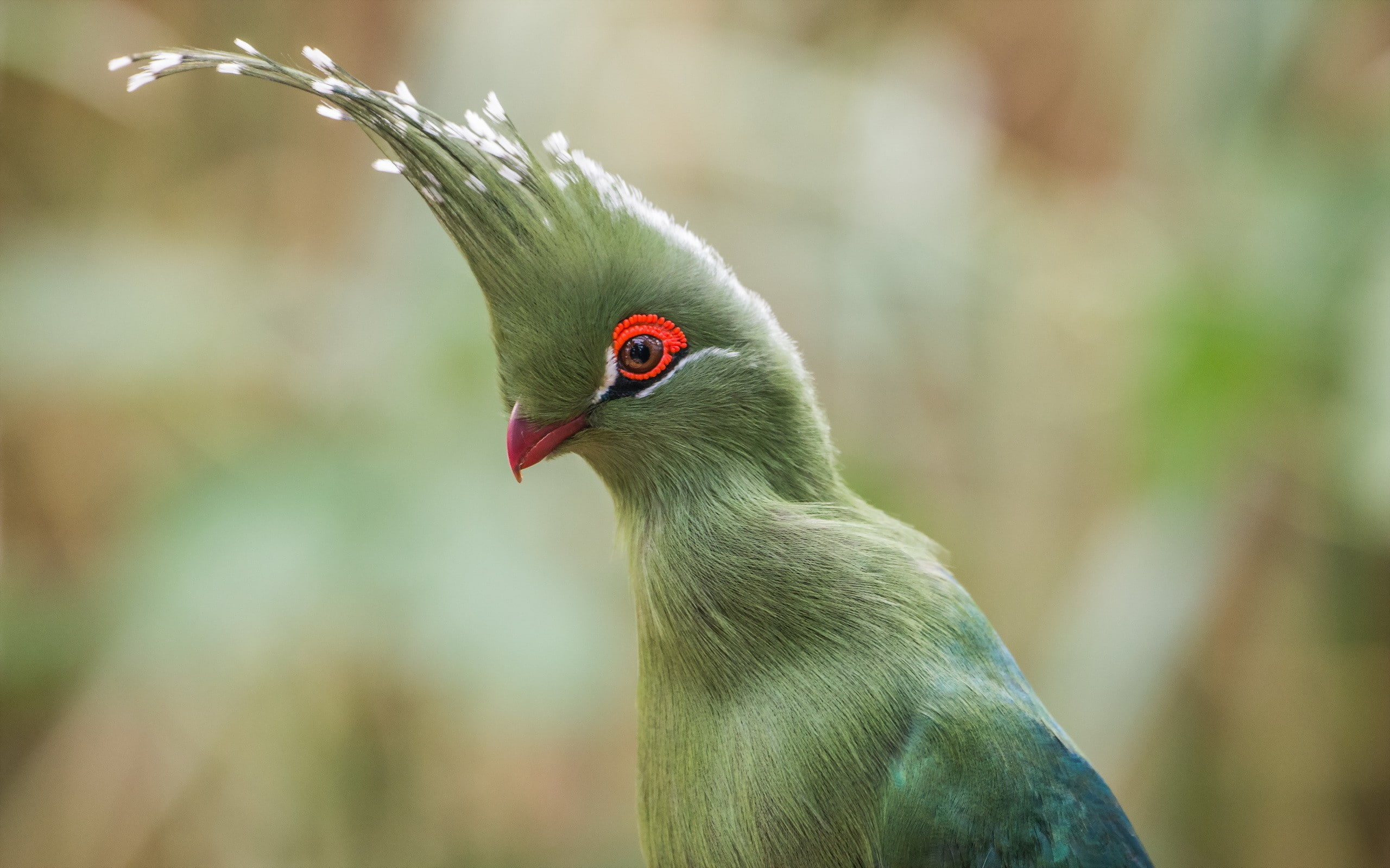 macro, birds, Turaco, 2K, HD Wallpaper