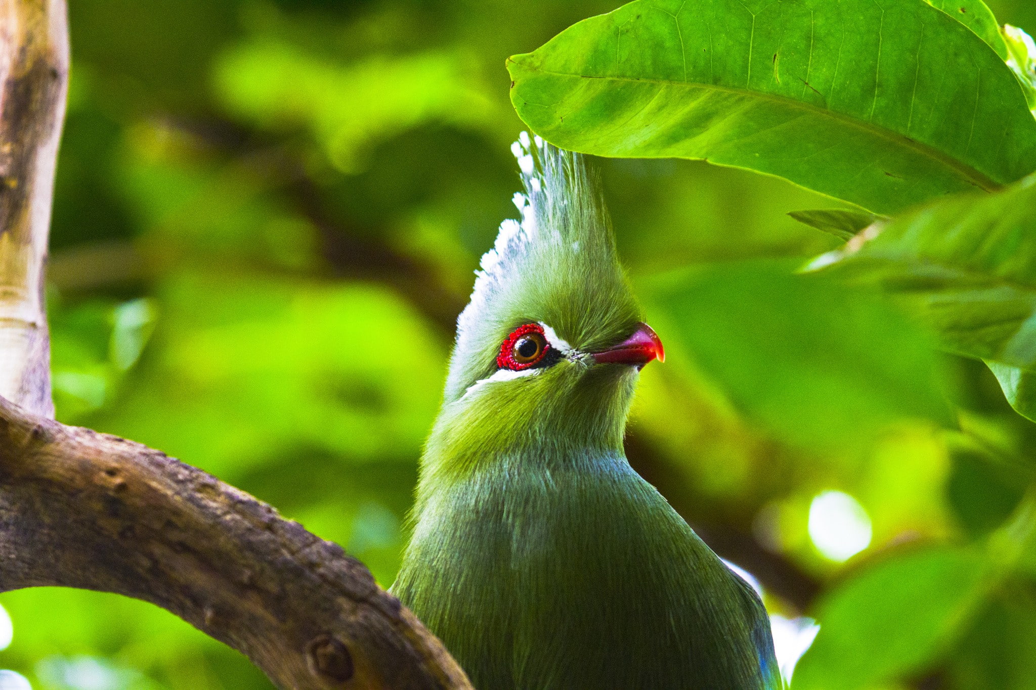 plant, animal, Turaco, nature, perching, bird, plant part, no people, one animal, focus on foreground, animal wildlife, growth, animals in the wild, tree, HD Wallpaper