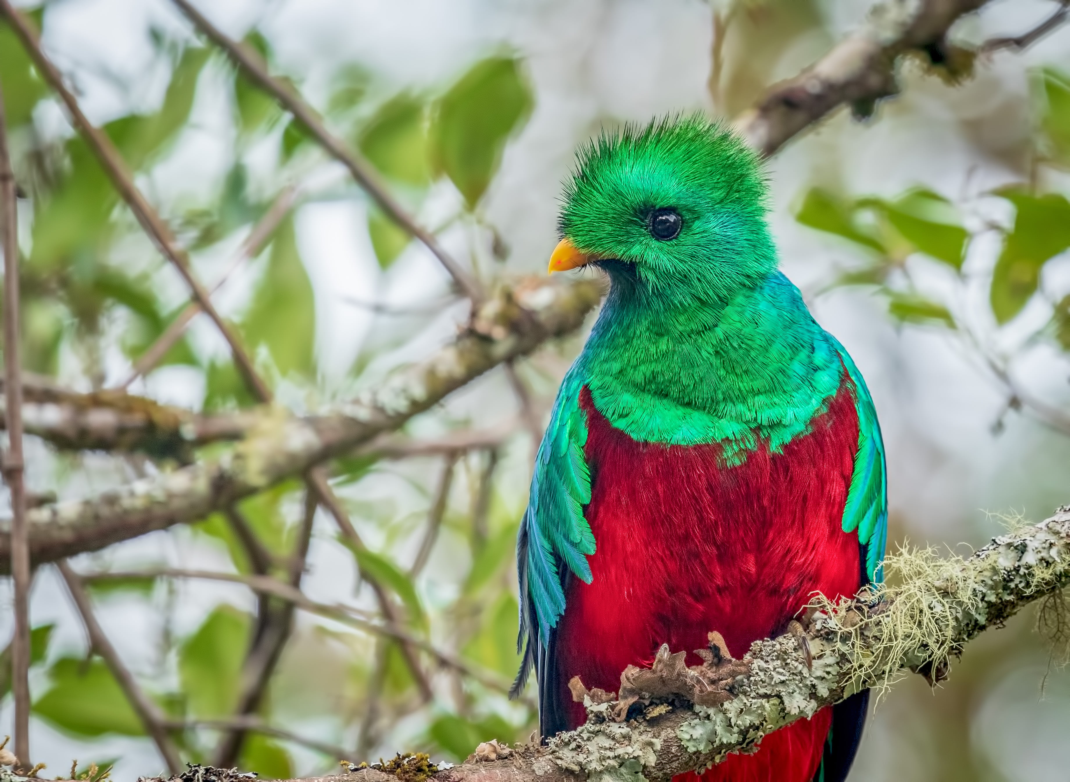 Birds, Resplendent Quetzal, Quetzal, 2K, Bird, HD Wallpaper