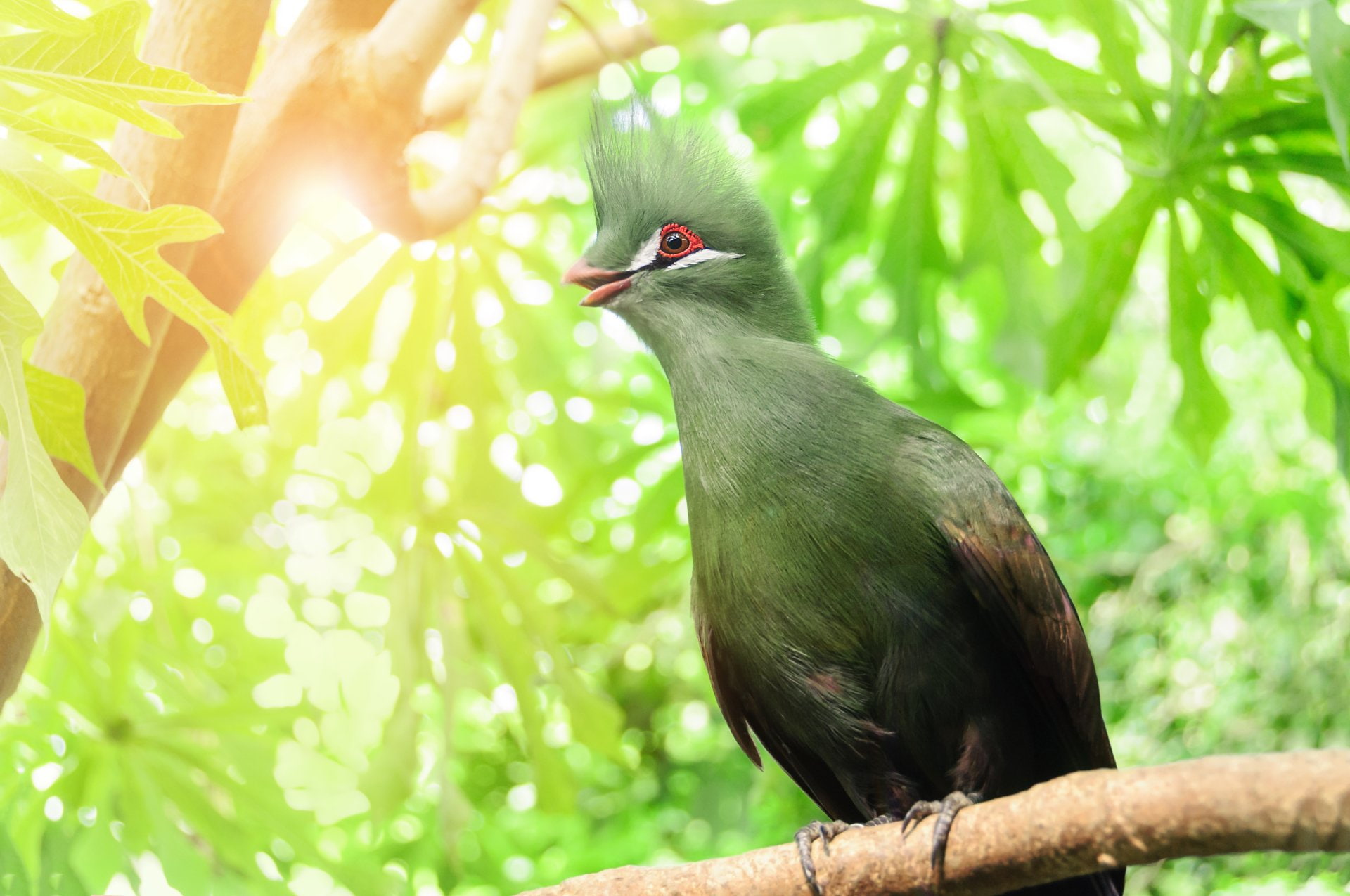 Birds, Turaco, 1080P, Animal, Bird, HD Wallpaper