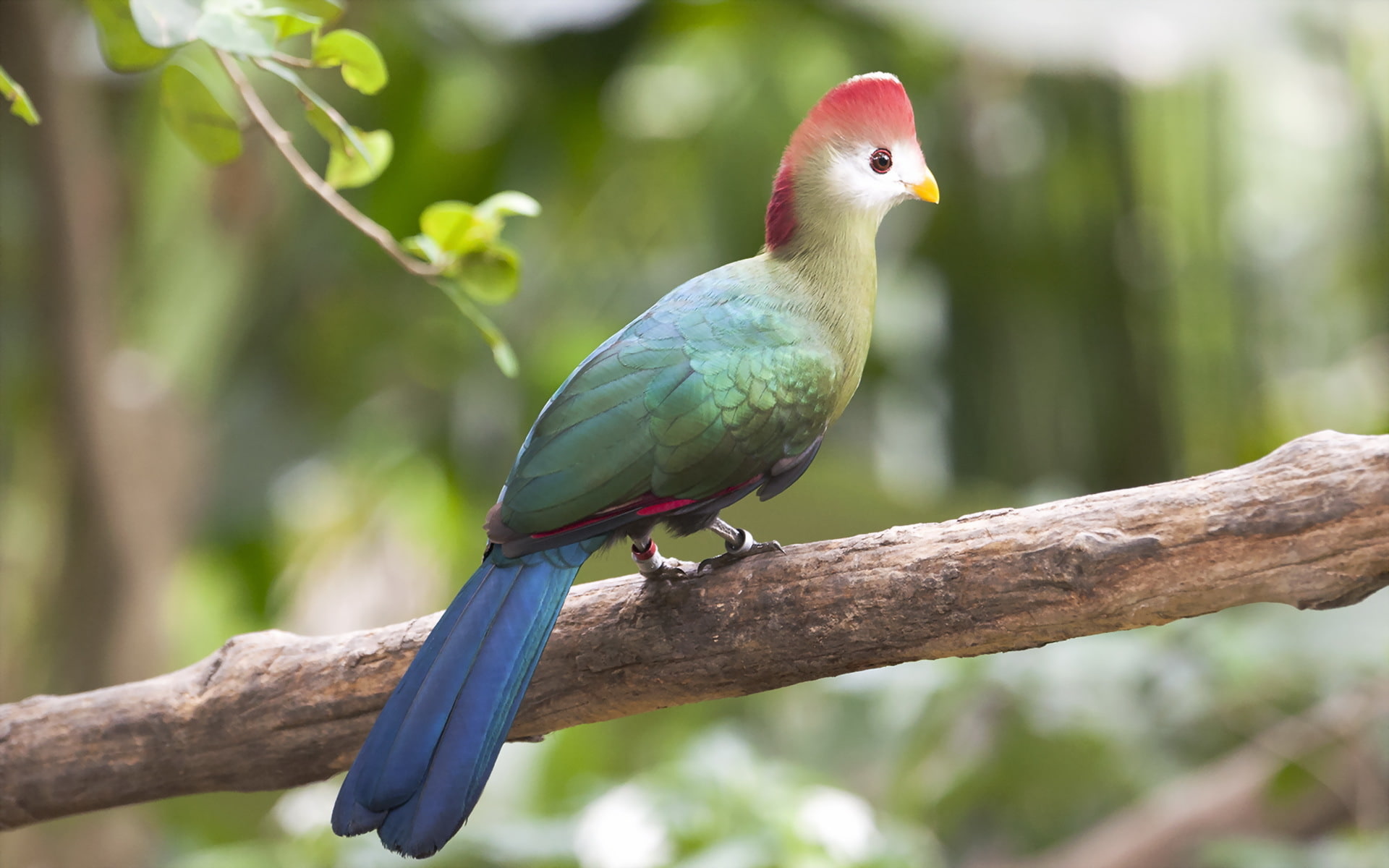 Red-crested Turaco, bird, 1080P, nature, HD Wallpaper