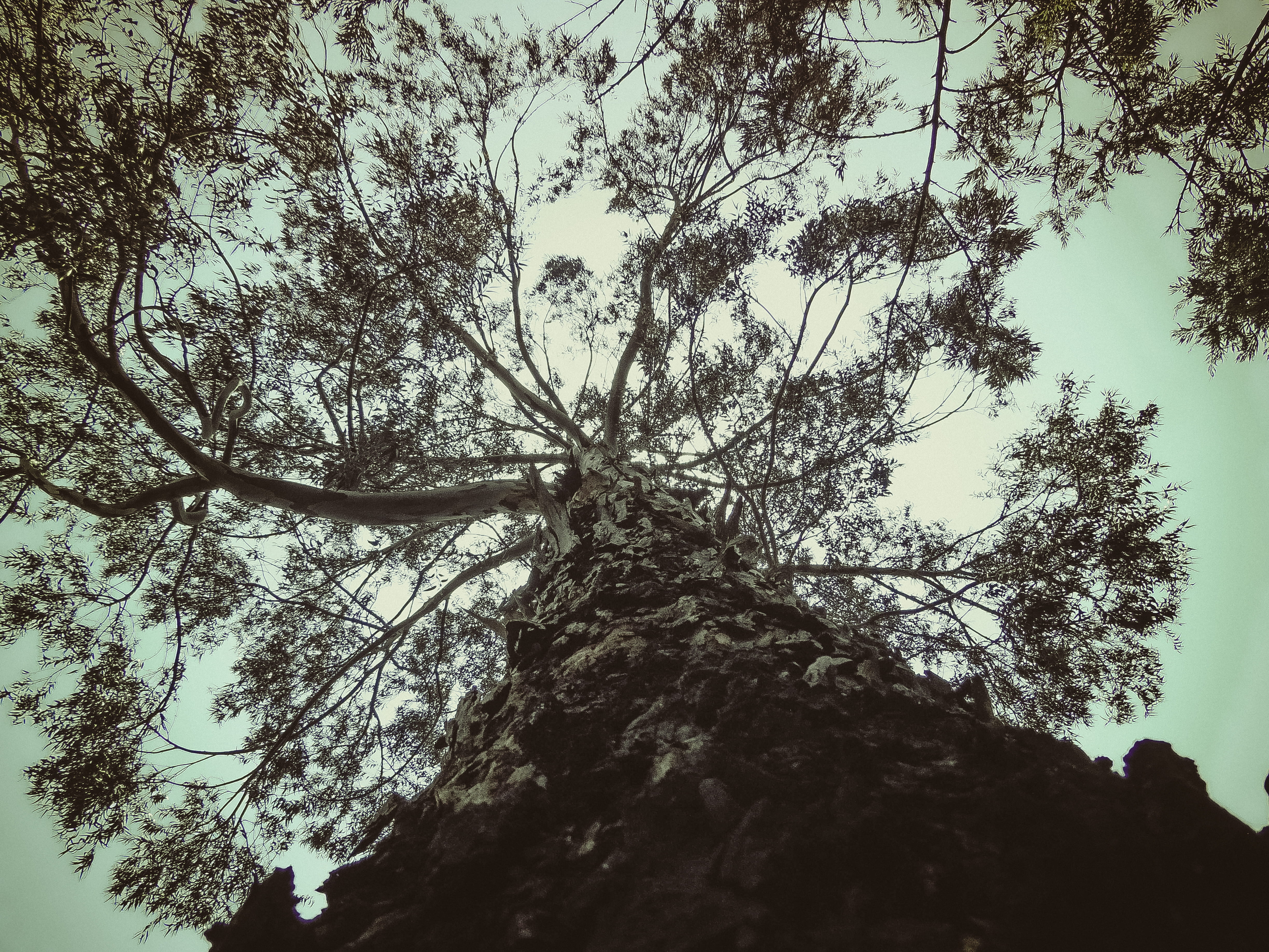 nature, day, addis ababa, sky, scenics - nature, tranquility, forest, outdoors, silhouette, trunk, low angle view, 4K, tree, tree canopy, branch, growth, HD Wallpaper