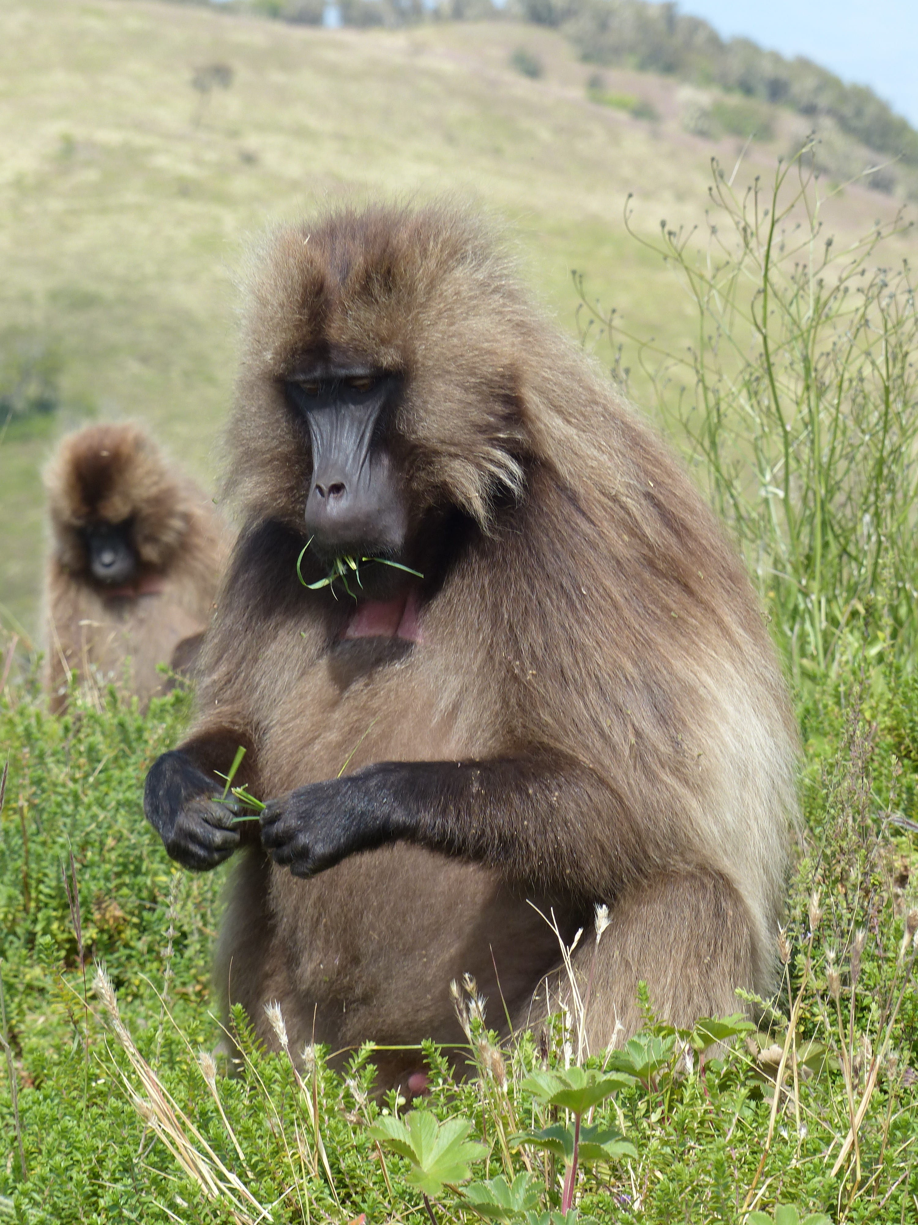monkey, 4K, no people, mammal, eater, monkey gelada, africa, one animal, baboon, day, ethiopia, animal, land, outdoors, green color, plant, animal themes, Phone HD Wallpaper