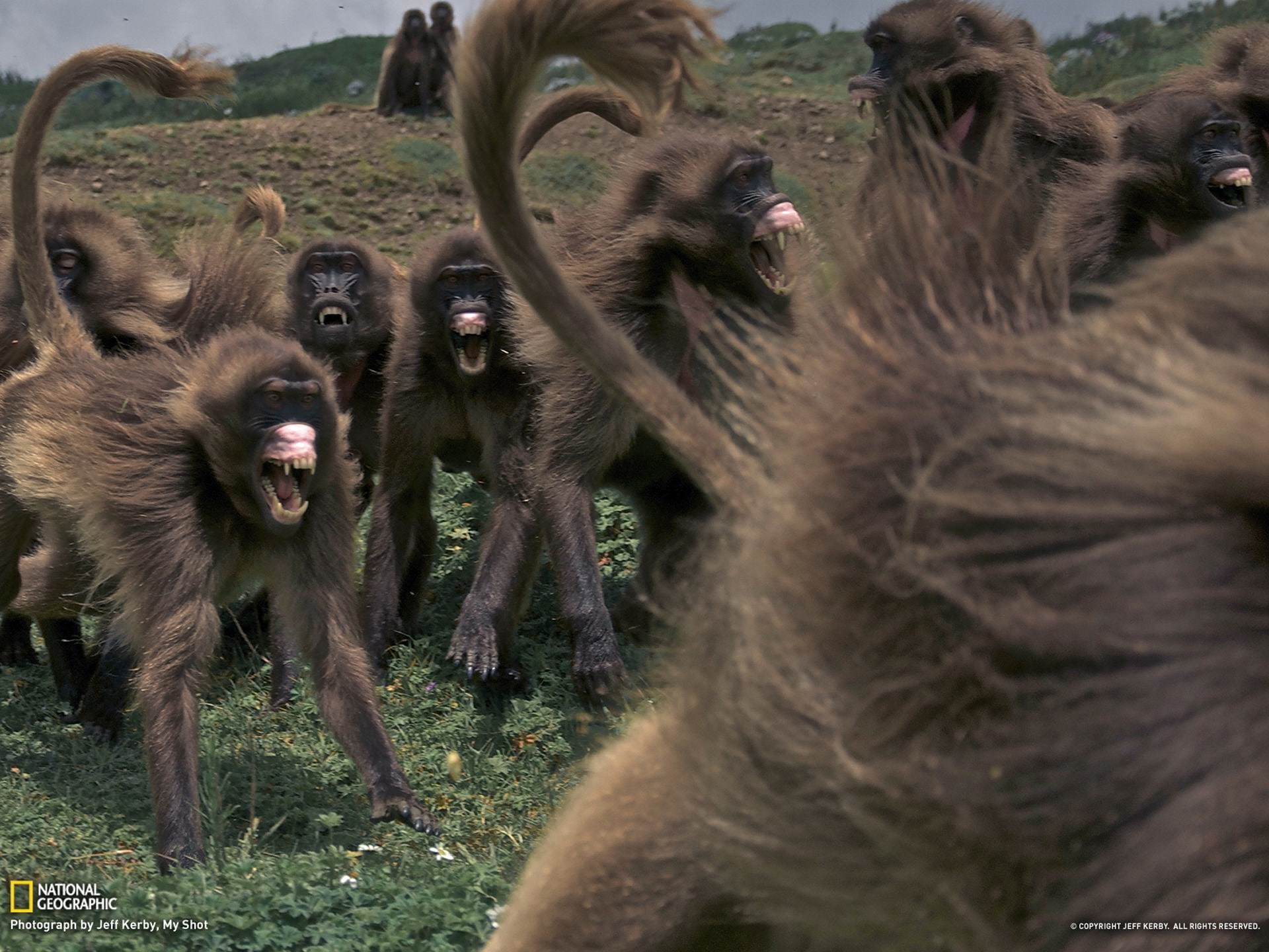 animal themes, day, animal wildlife, 1080P, geographic, herbivorous, brown, animal head, monkeys, plant, animal, w, domestic animals, geladas, agriculture, HD Wallpaper