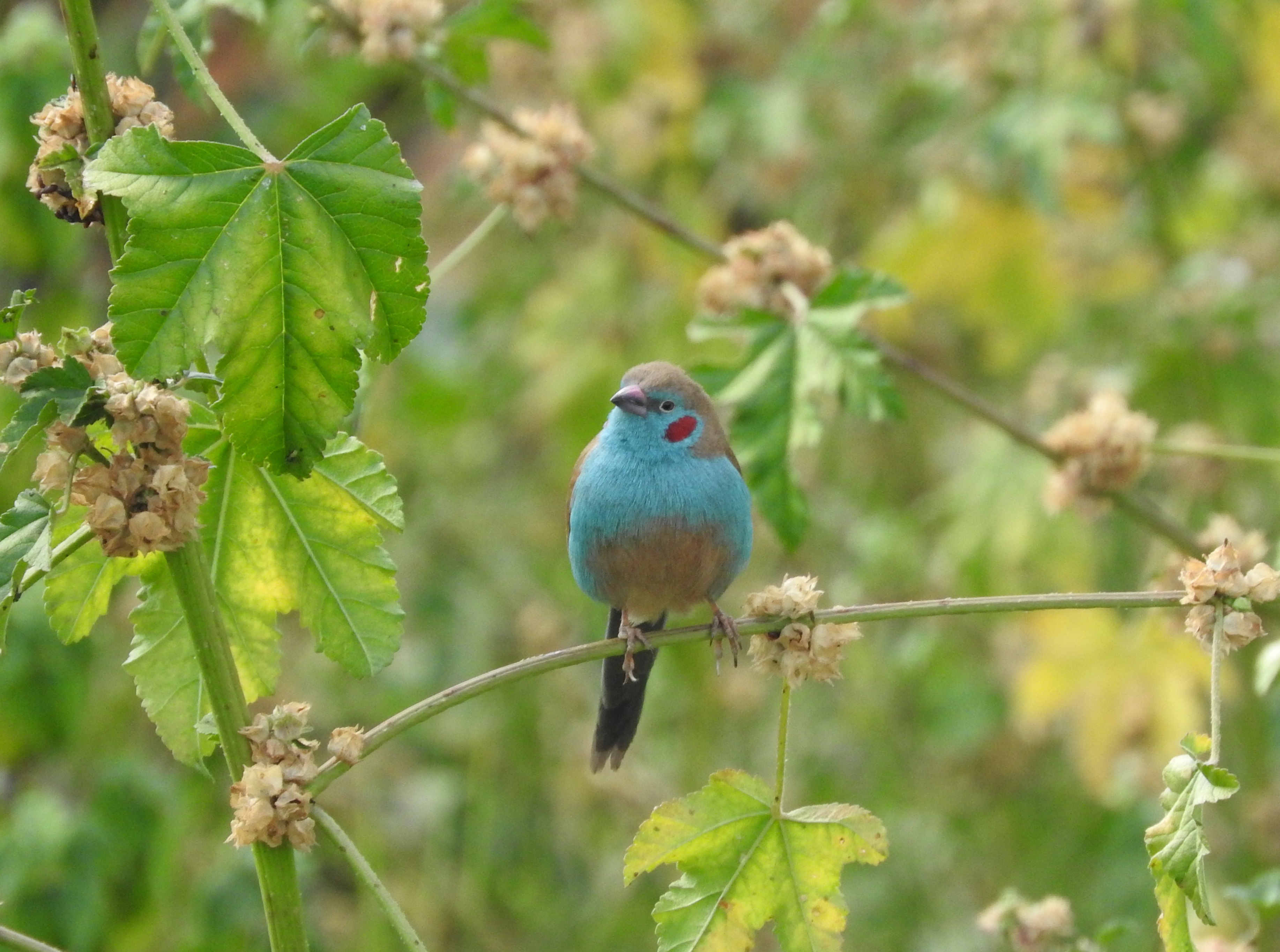 one animal, green color, 2K, plant part, outdoors, perching, no people, day, animals in the wild, animal, beauty in nature, plant, vertebrate, blue, nature, HD Wallpaper