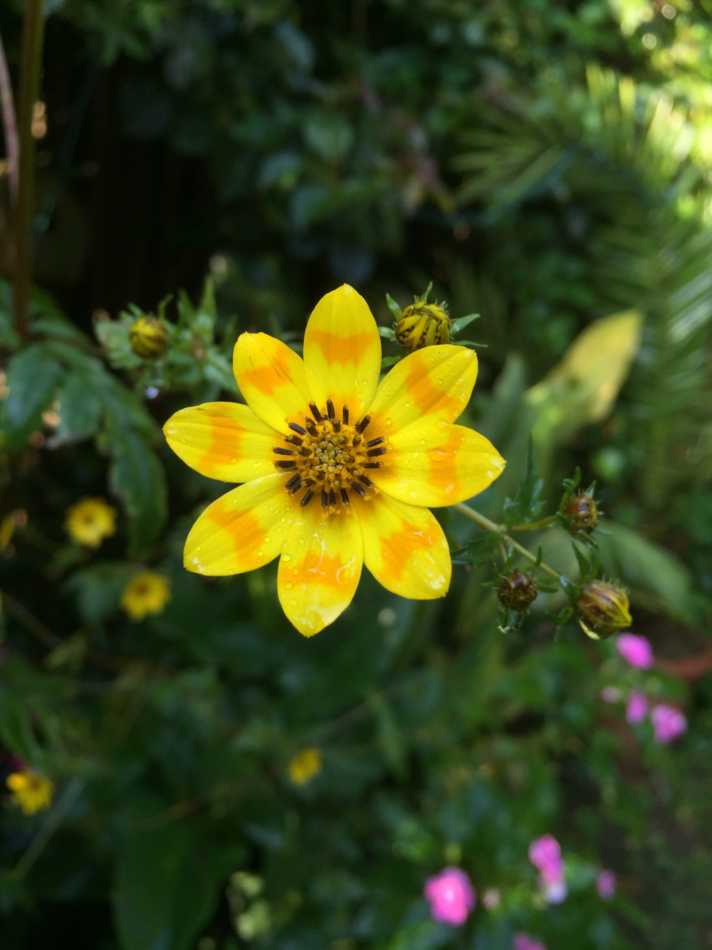 Flower, Ethiopia, outdoors, focus on foreground, 2K, selective focus, plant, Yellow, inflorescence, vulnerability, day, growth, petal, close-up, Daisy, Phone HD Wallpaper