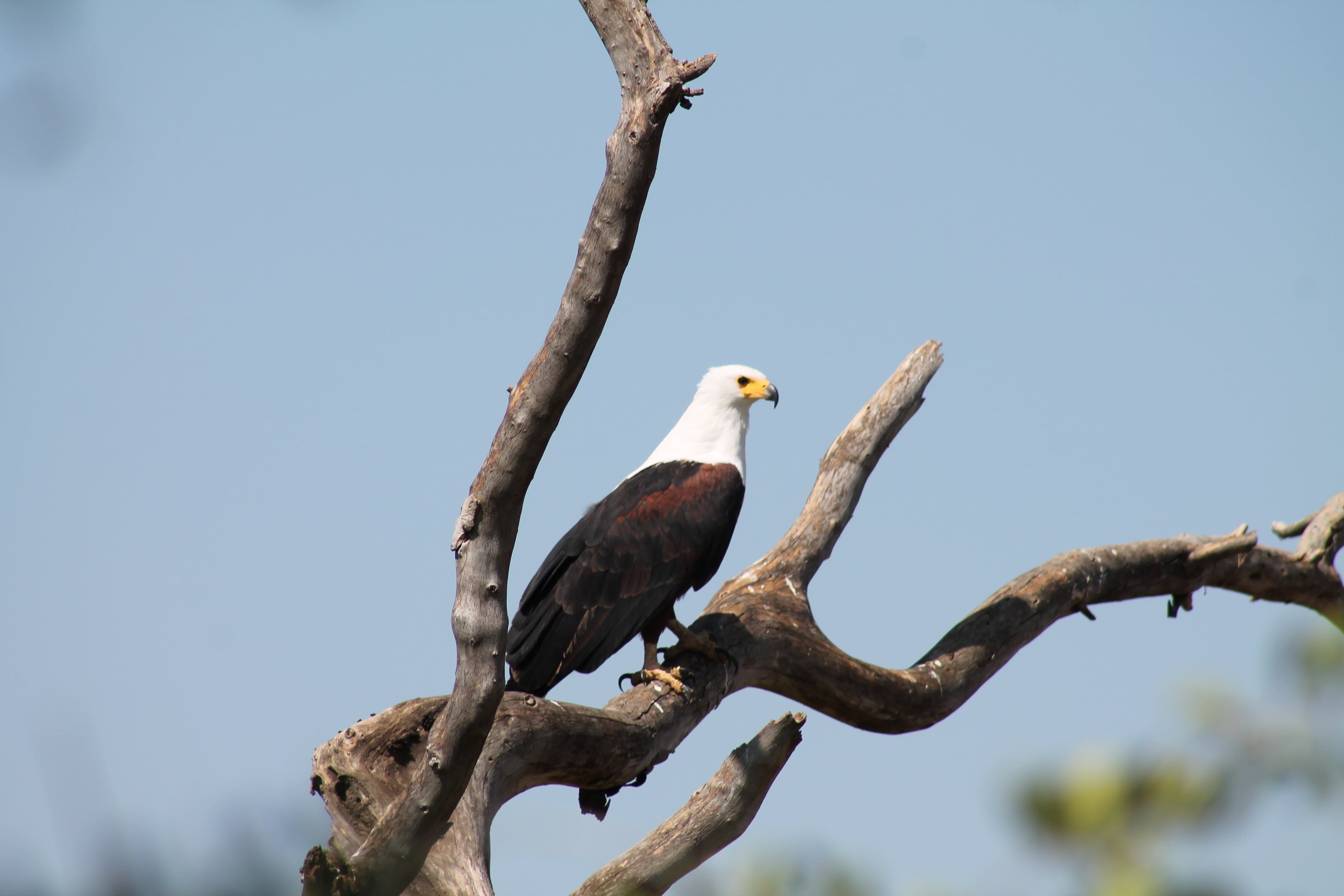 clear sky, ethiopia, 4K, bird show, vertebrate, animal, bird, day, one animal, copy space, nature, bishangari fisherman, animal themes, animal wildlife, HD Wallpaper